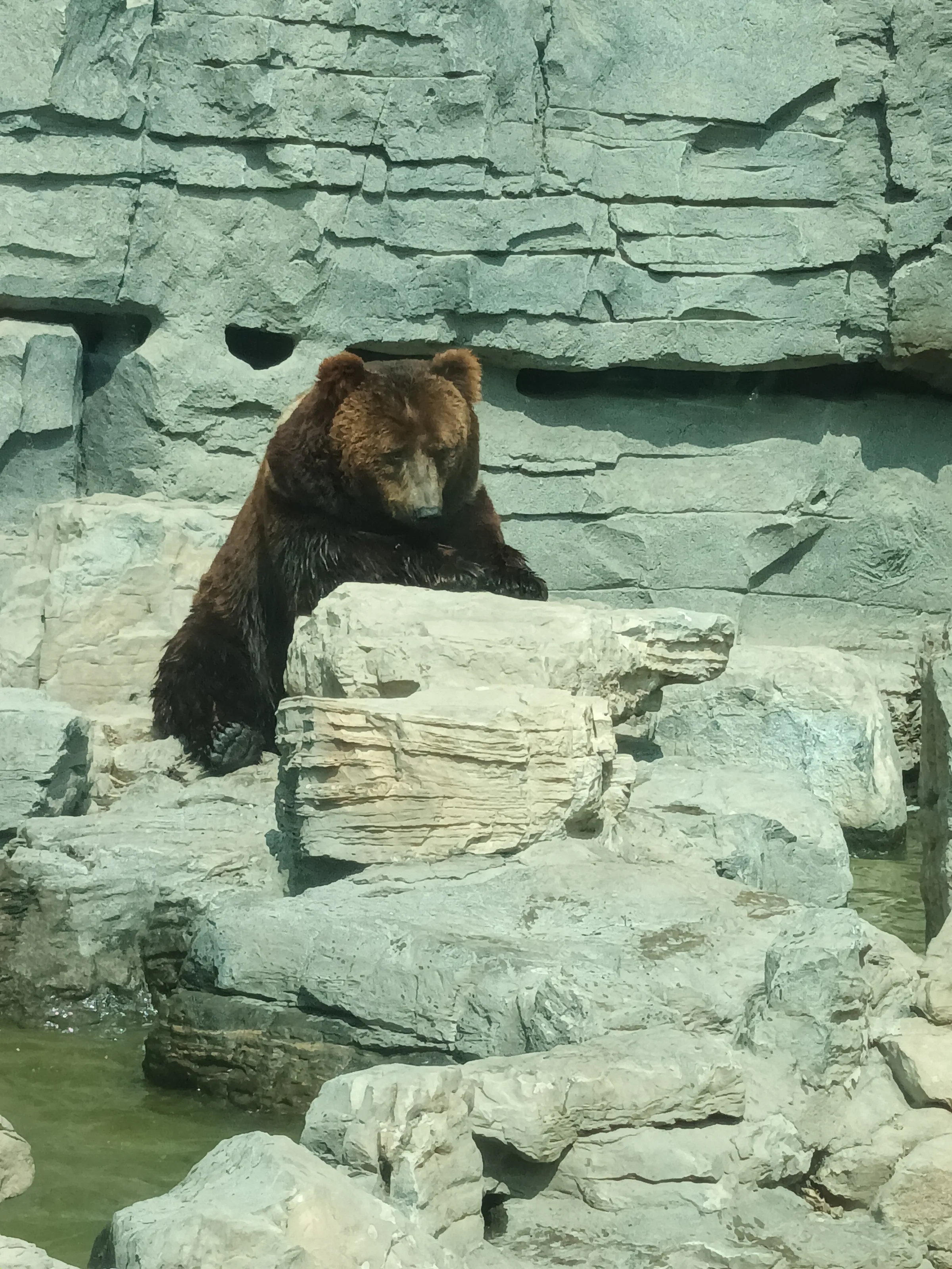 Bear