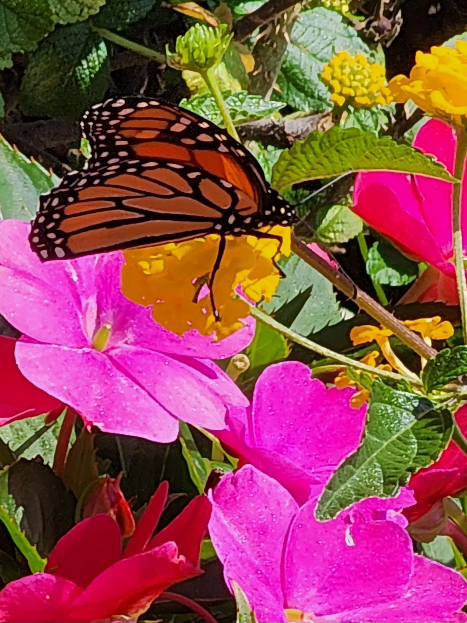 Summer splendor