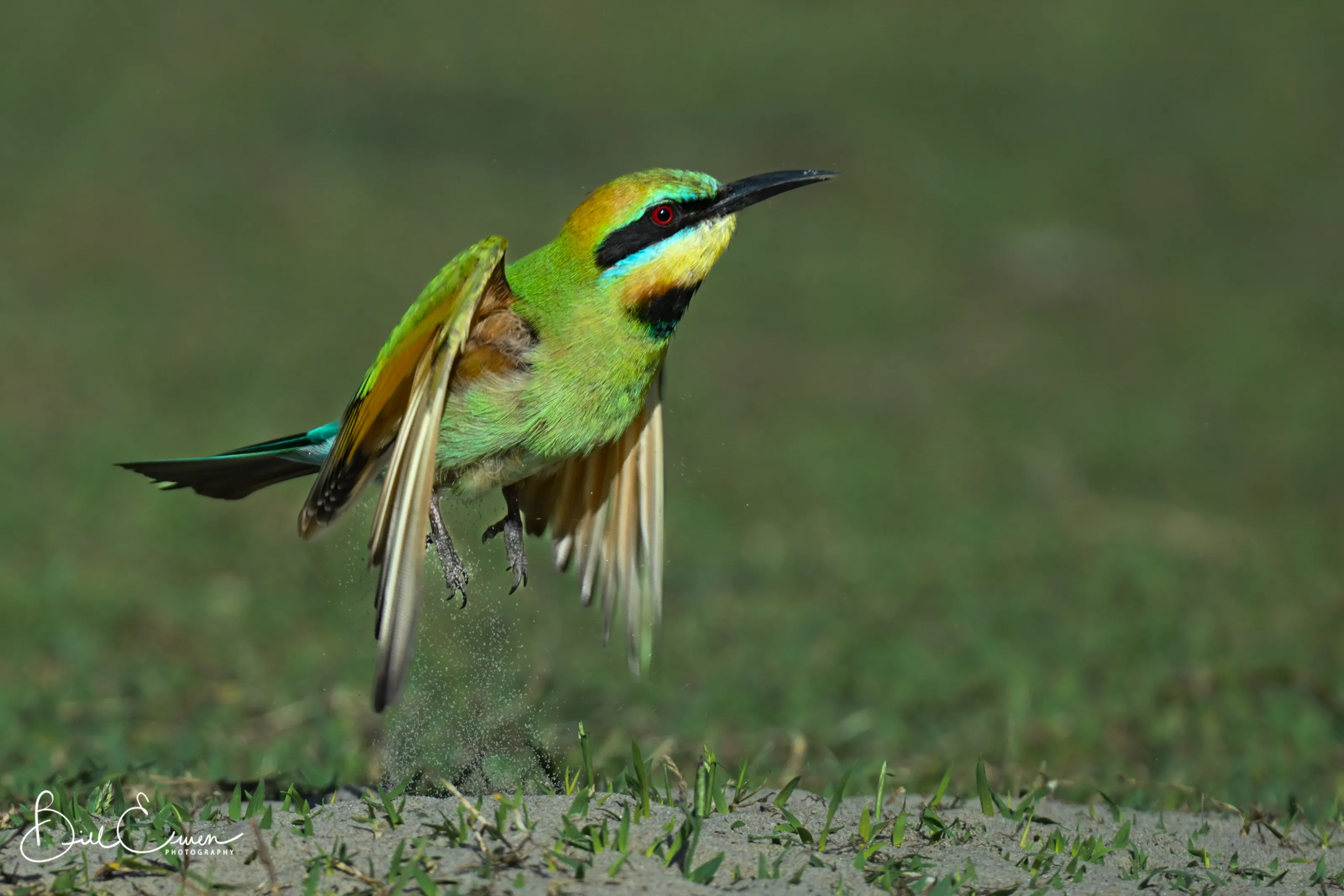 Bee Eater coming into land on Sunshine Coast QLD