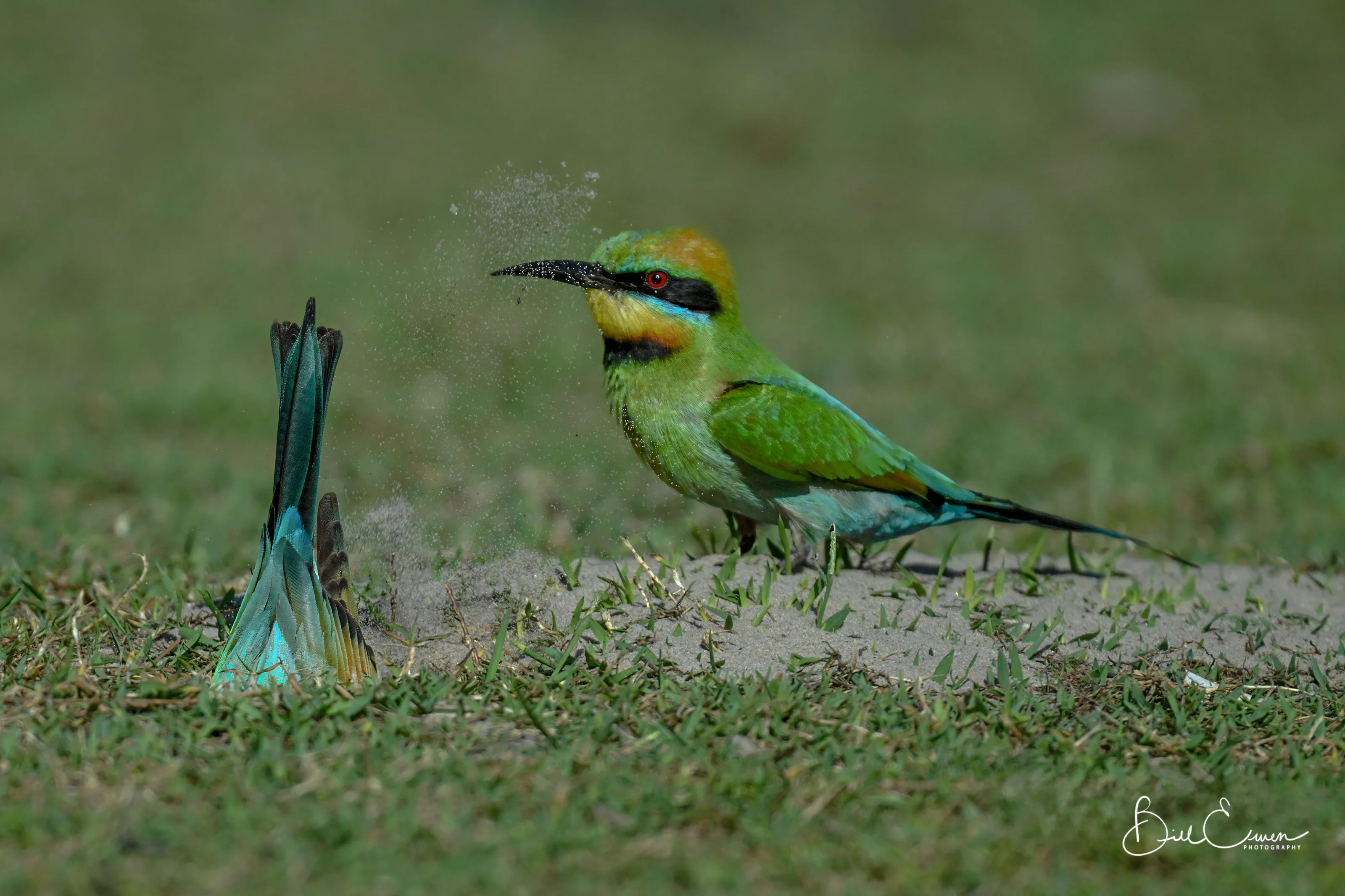 Bee Eater keeping watchful eye on partner digging the burrow