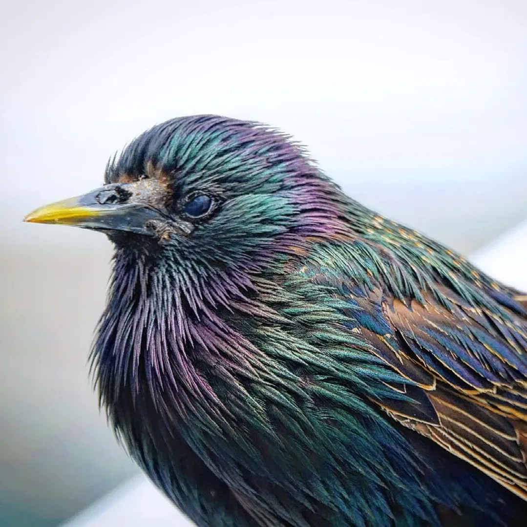 Rainbow Starling