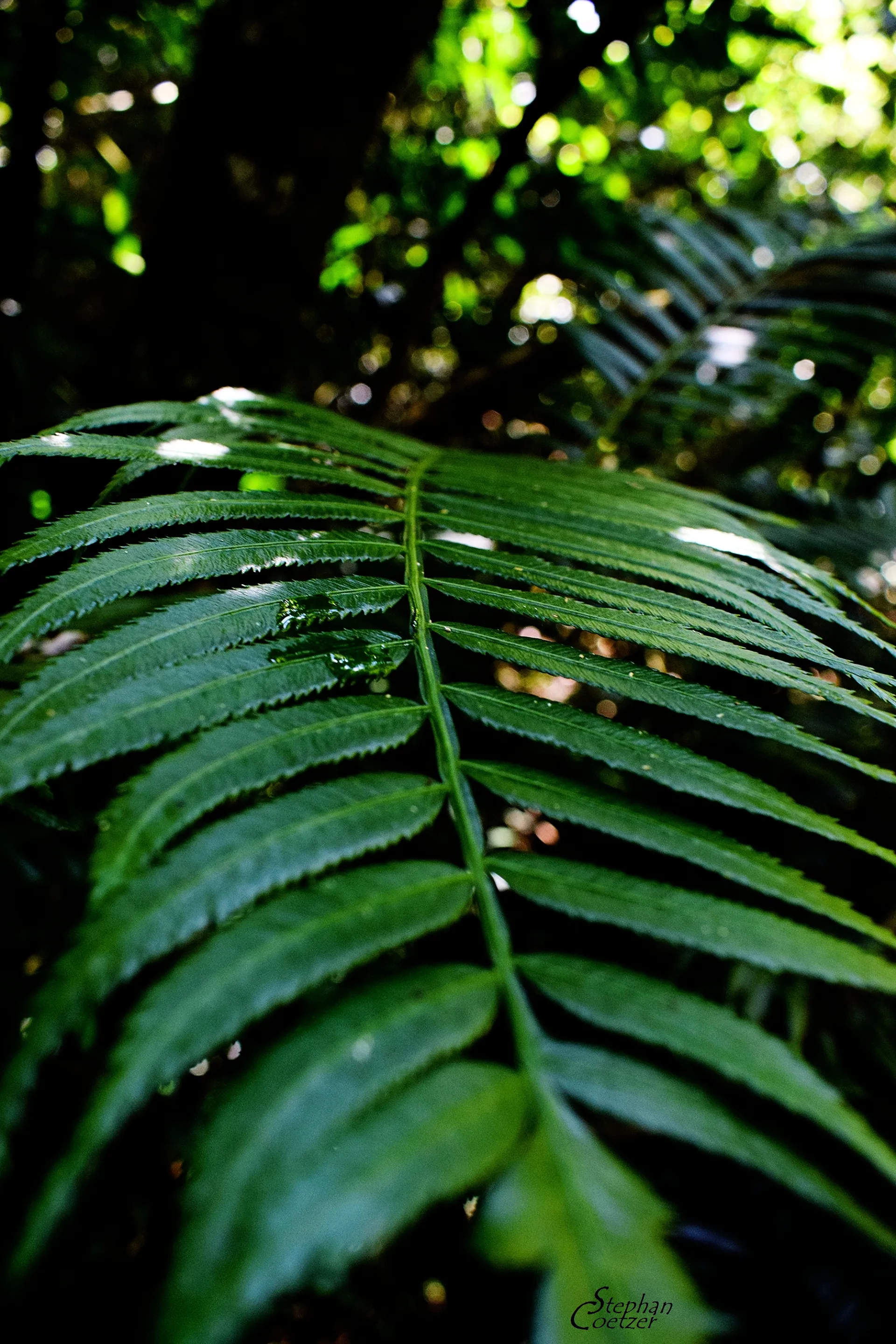 Nature