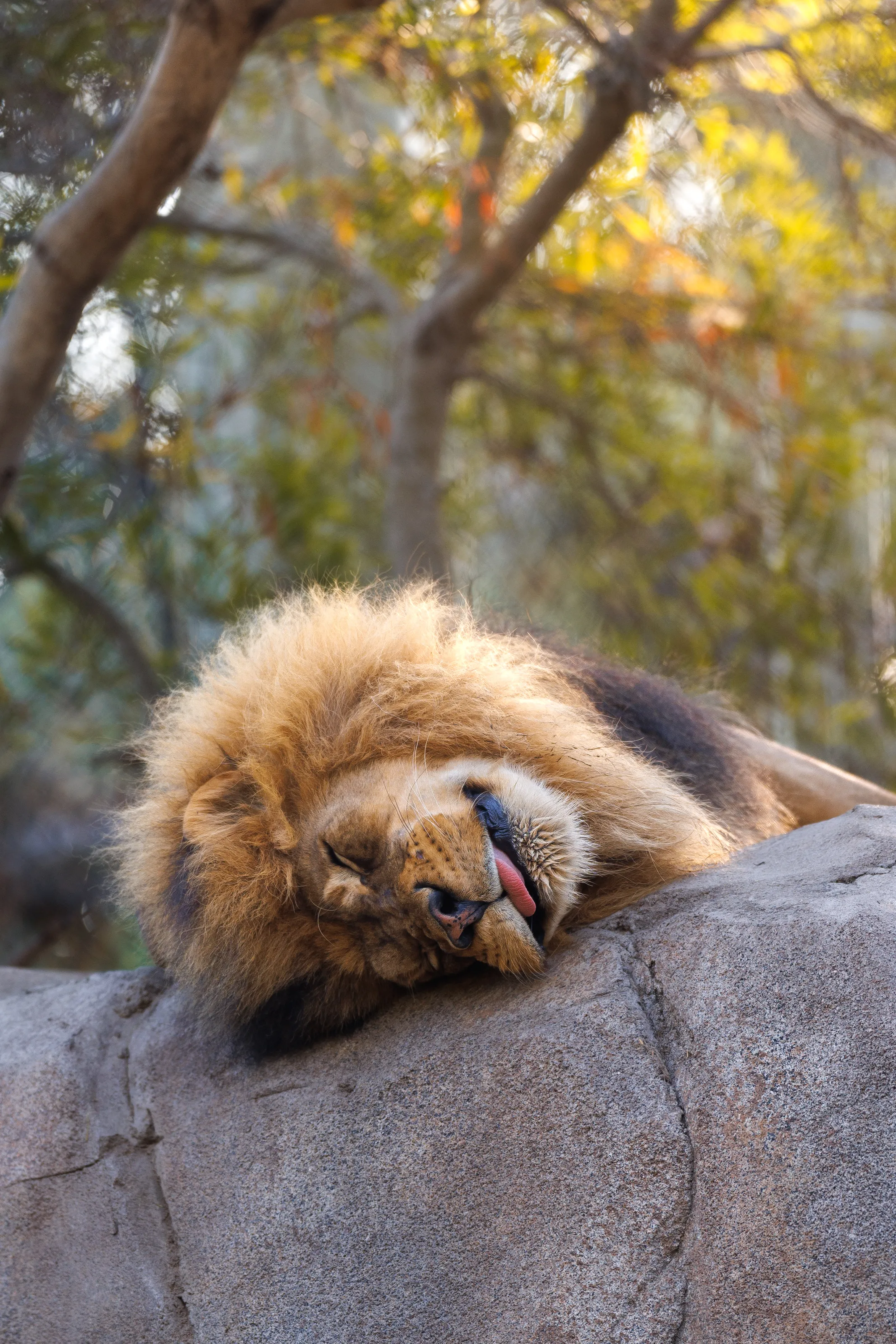 Lion Tongue
