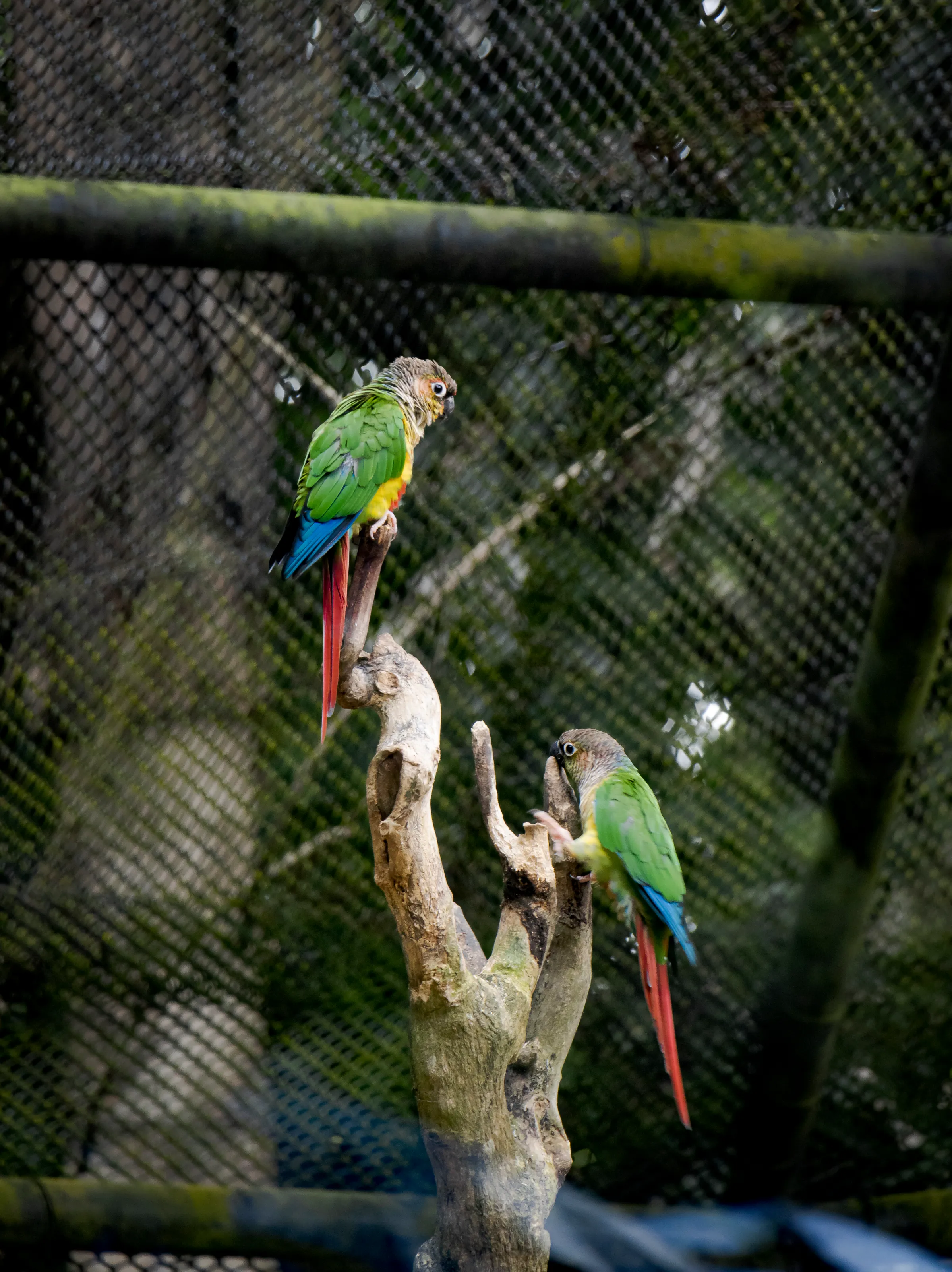 Two parrots