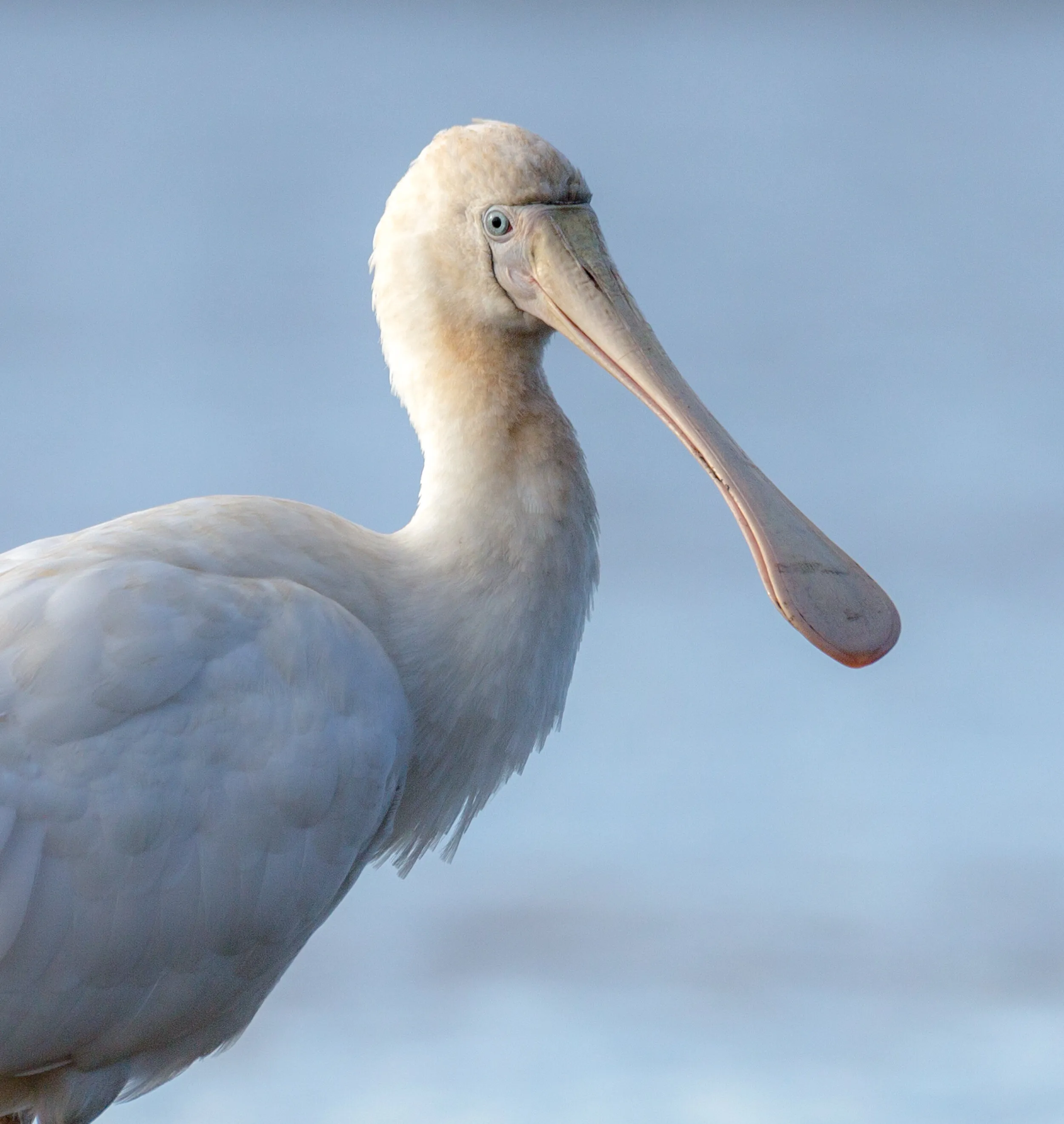 Yellow-billed Spoonbill