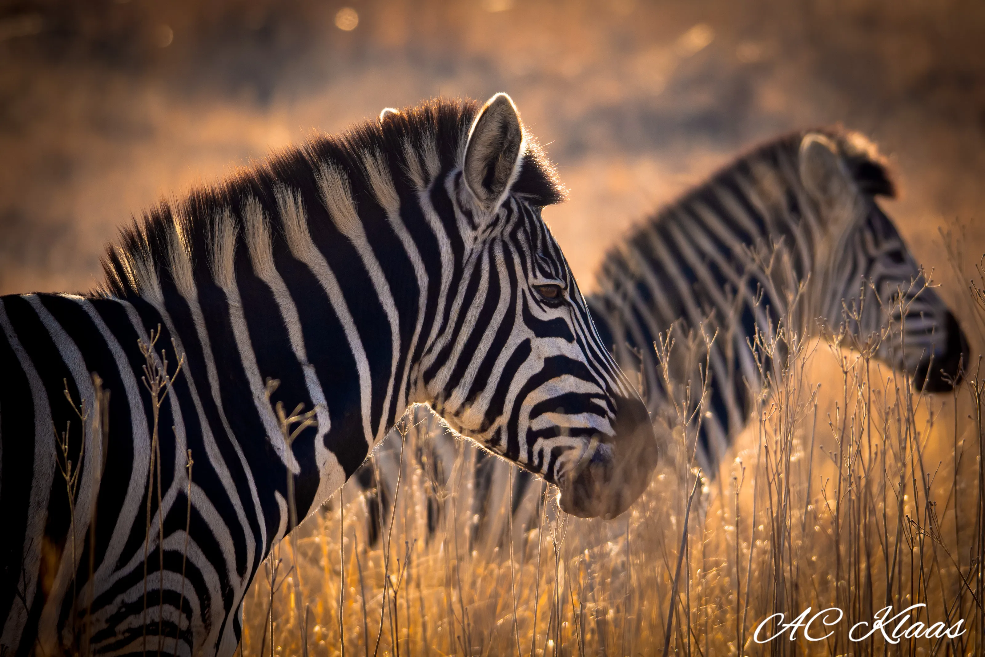 Zebra in the Golden morning light