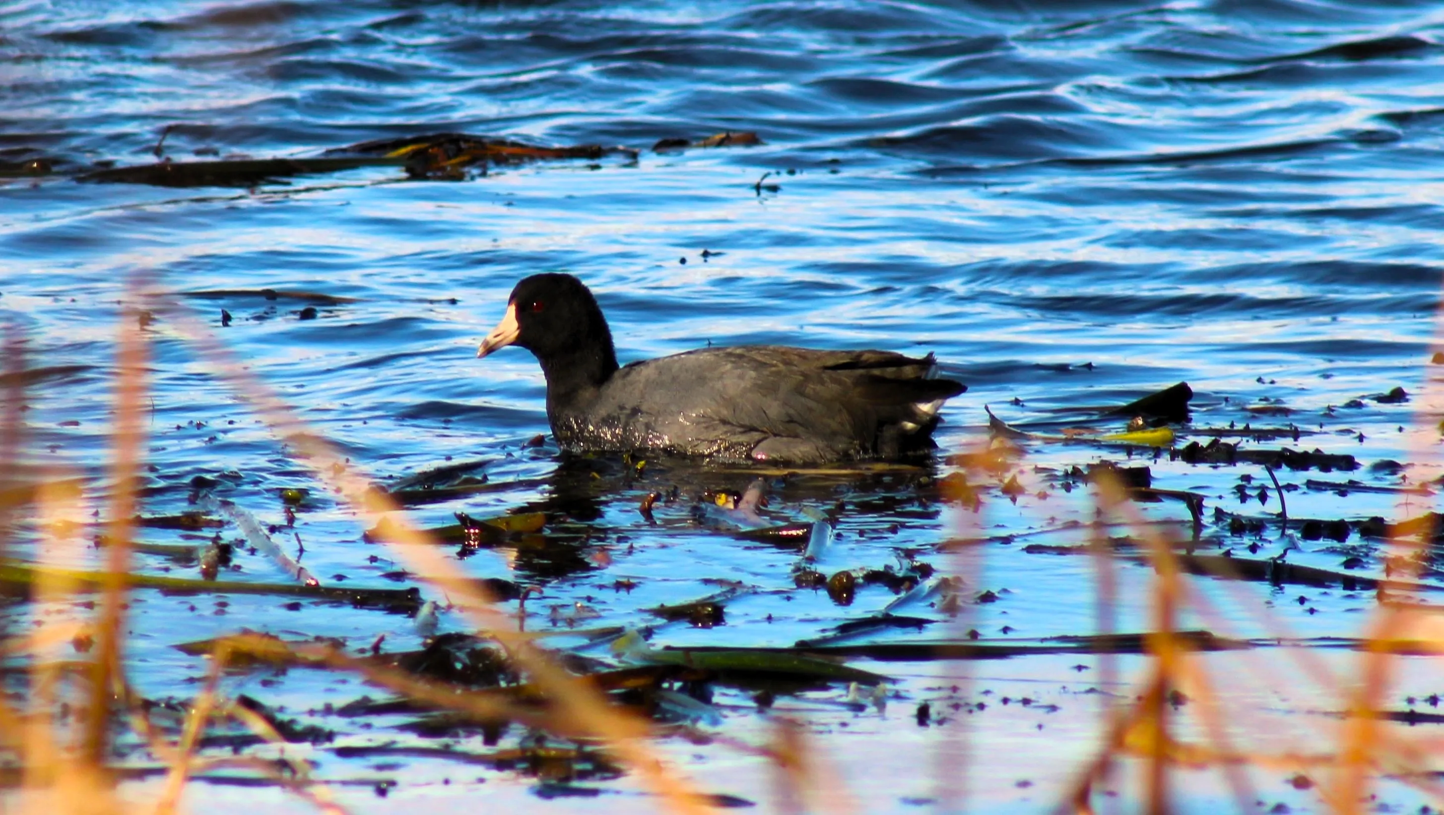 American Coot