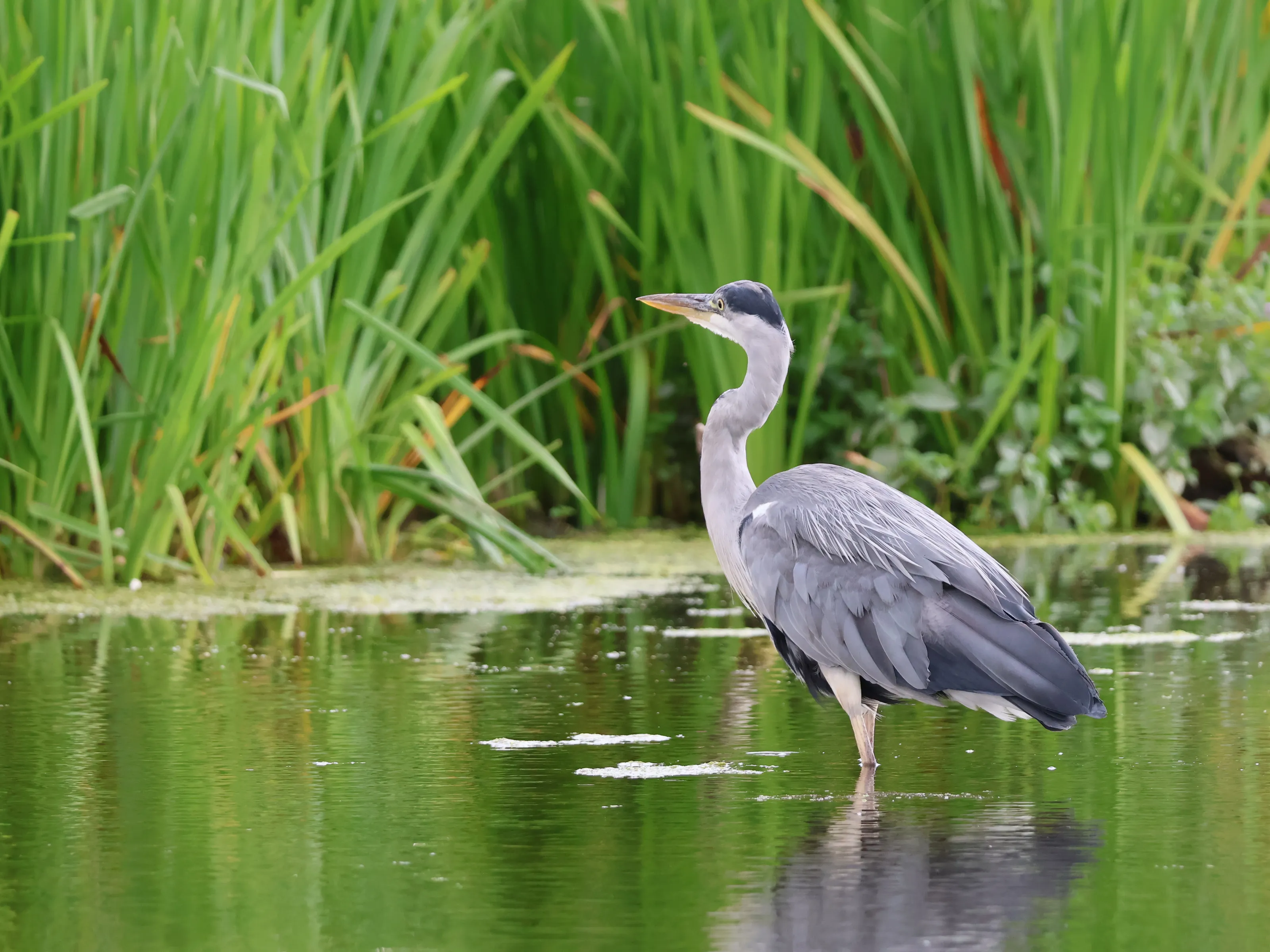 Bushy Park Heron