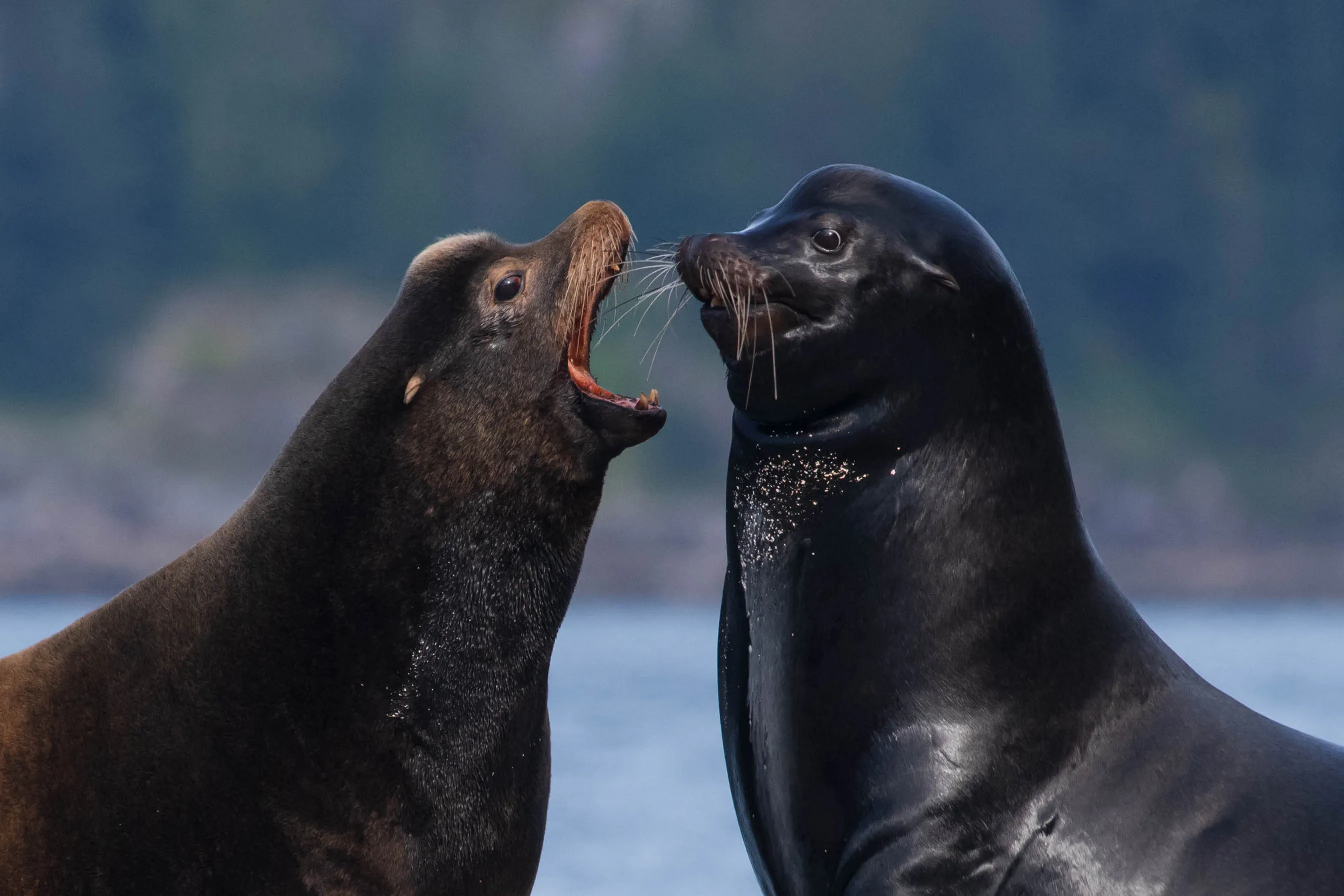 "The Passion of the Pinnipeds"