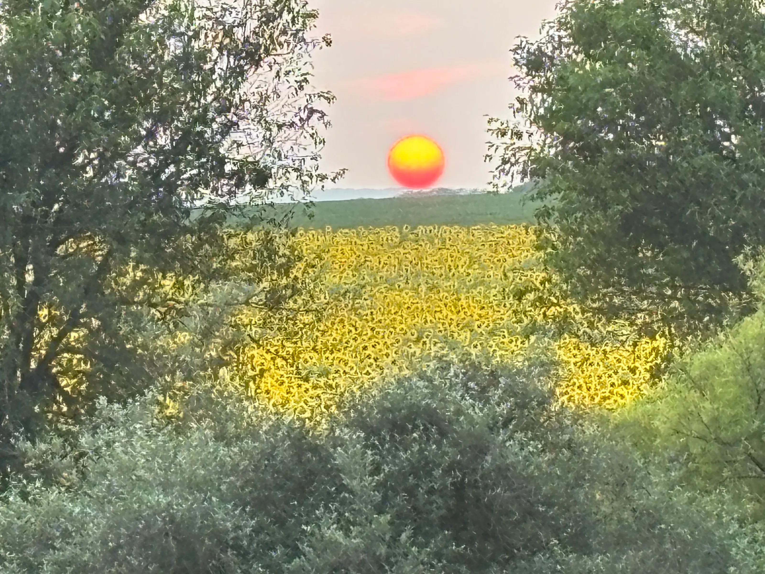 Sunflower Sunset