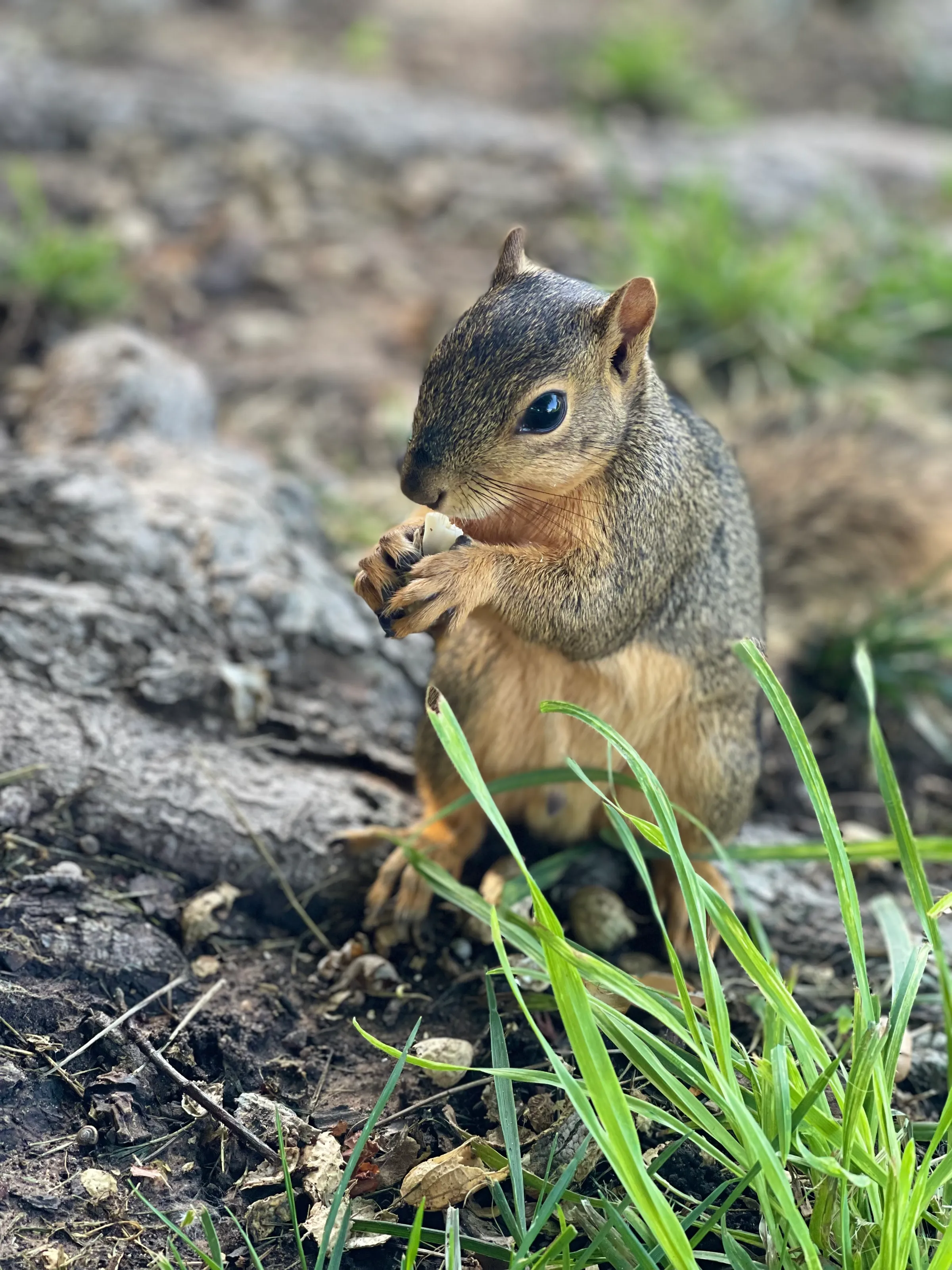A squirrel enjoying a meal