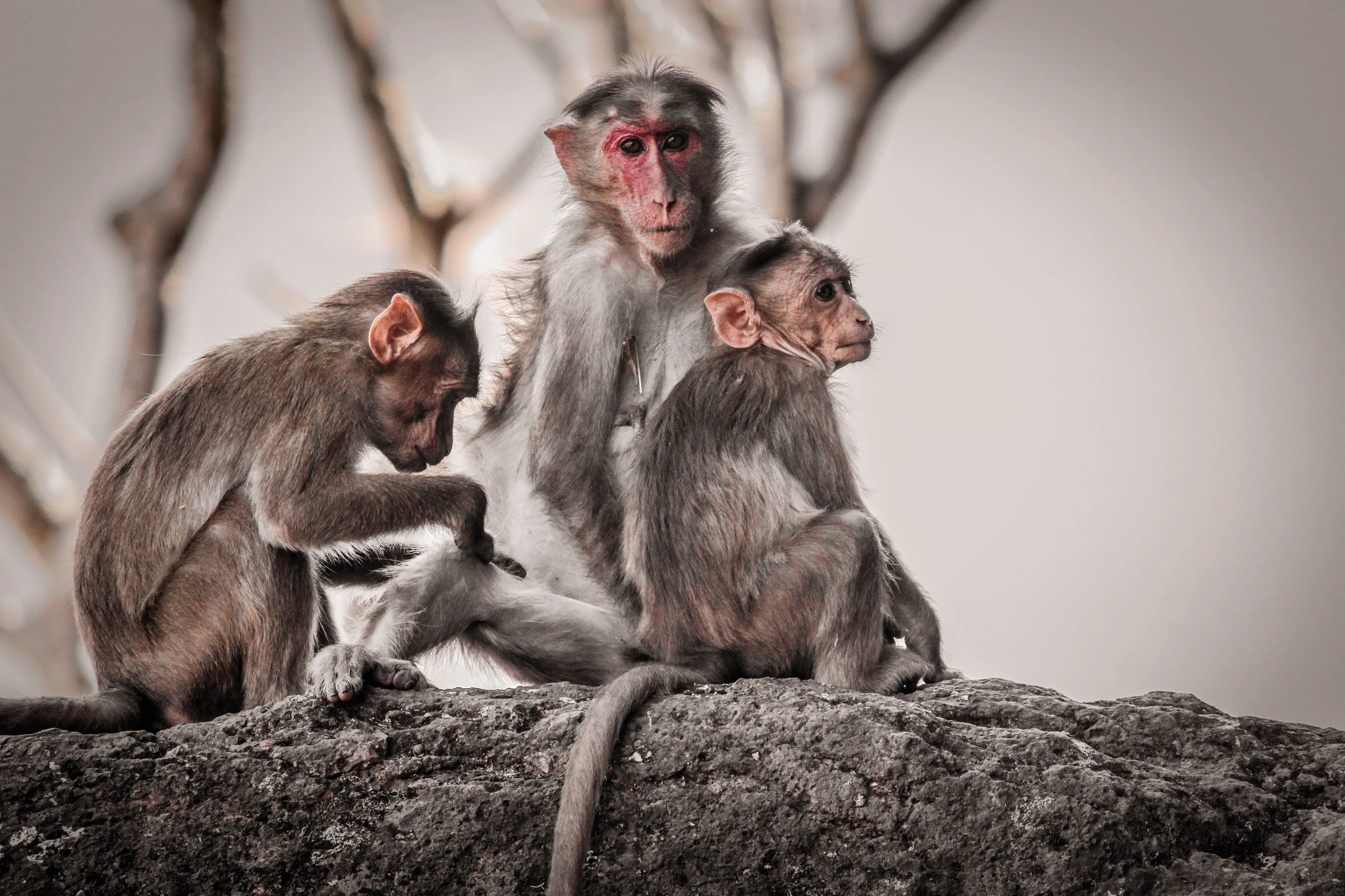 #animal #travel #monkey