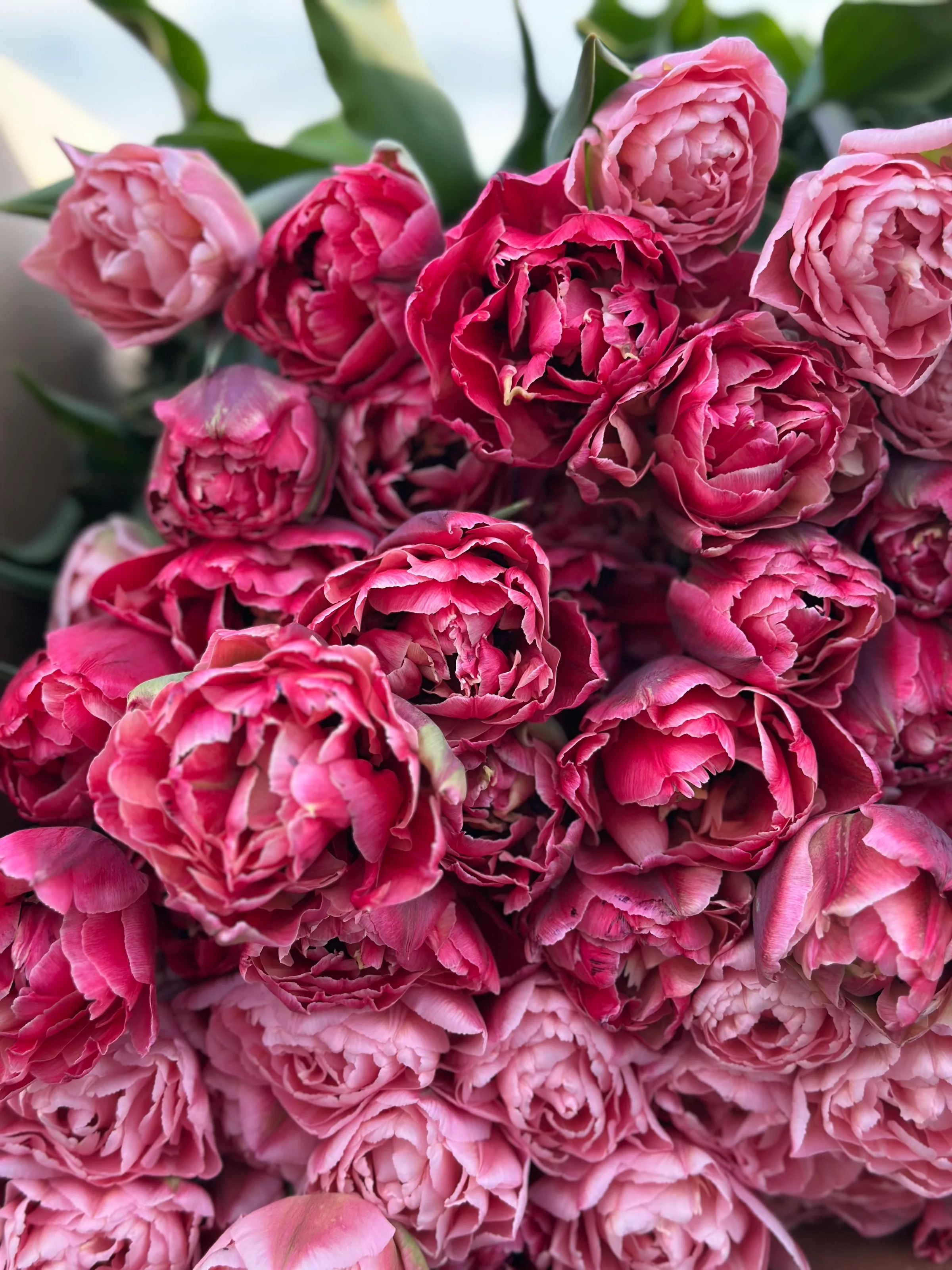 Tulip harvest