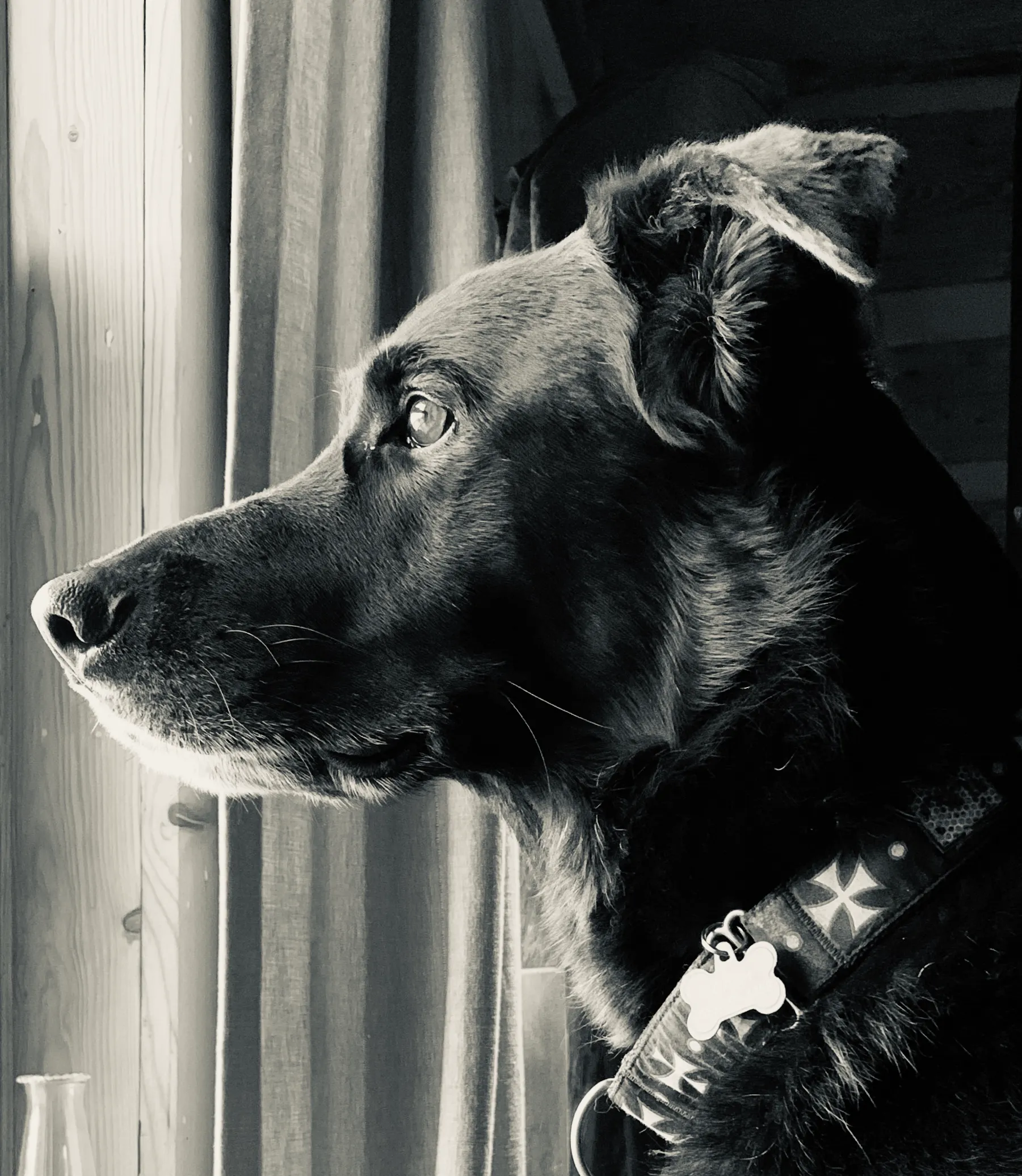 Alert in black and white