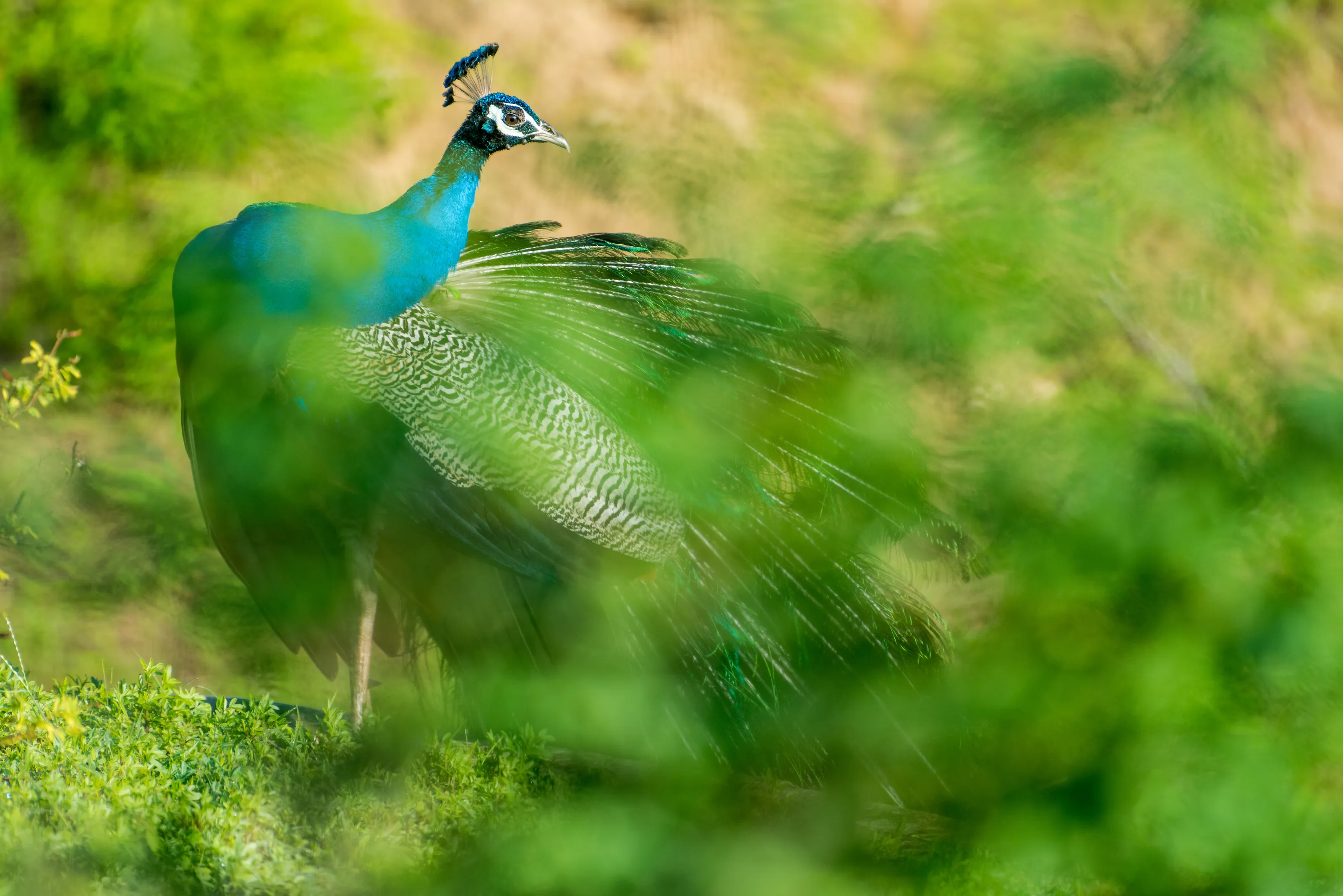 Sri Lankan peacock