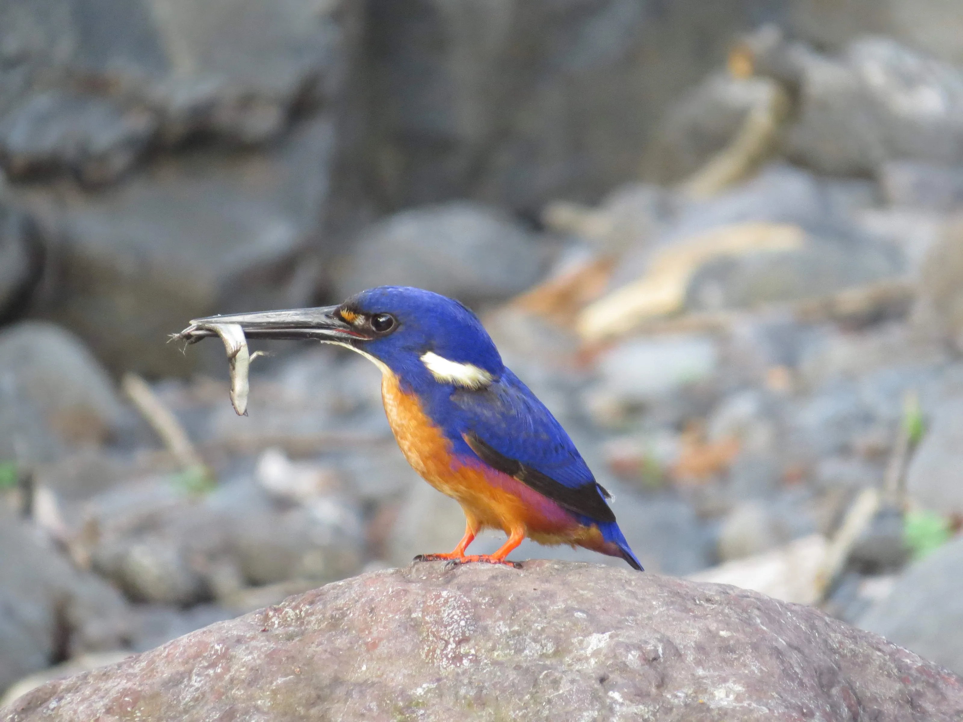 Azure Kingfisher with a Fresh Catch