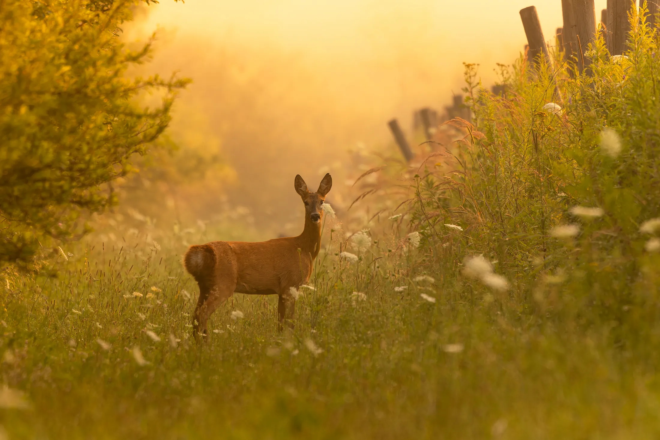 Roe deer