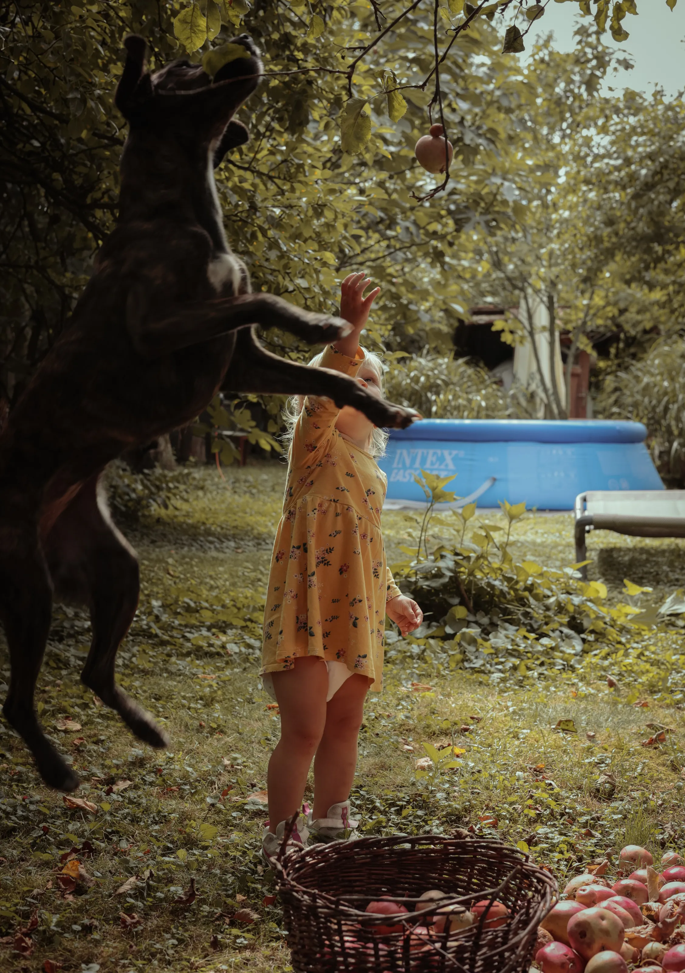 The dog the baby and the apple