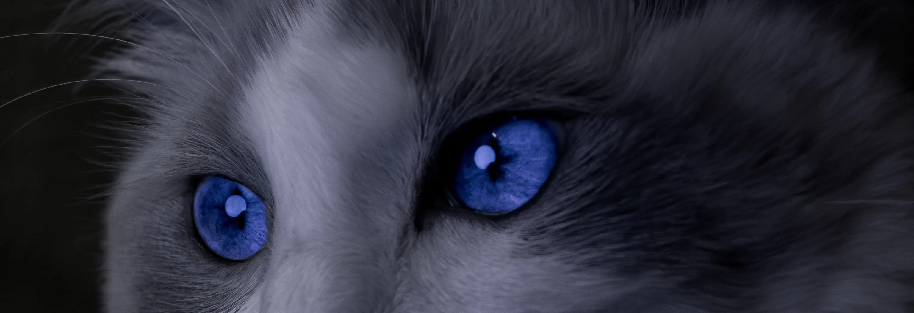 Close-up of a cat with blue eyes