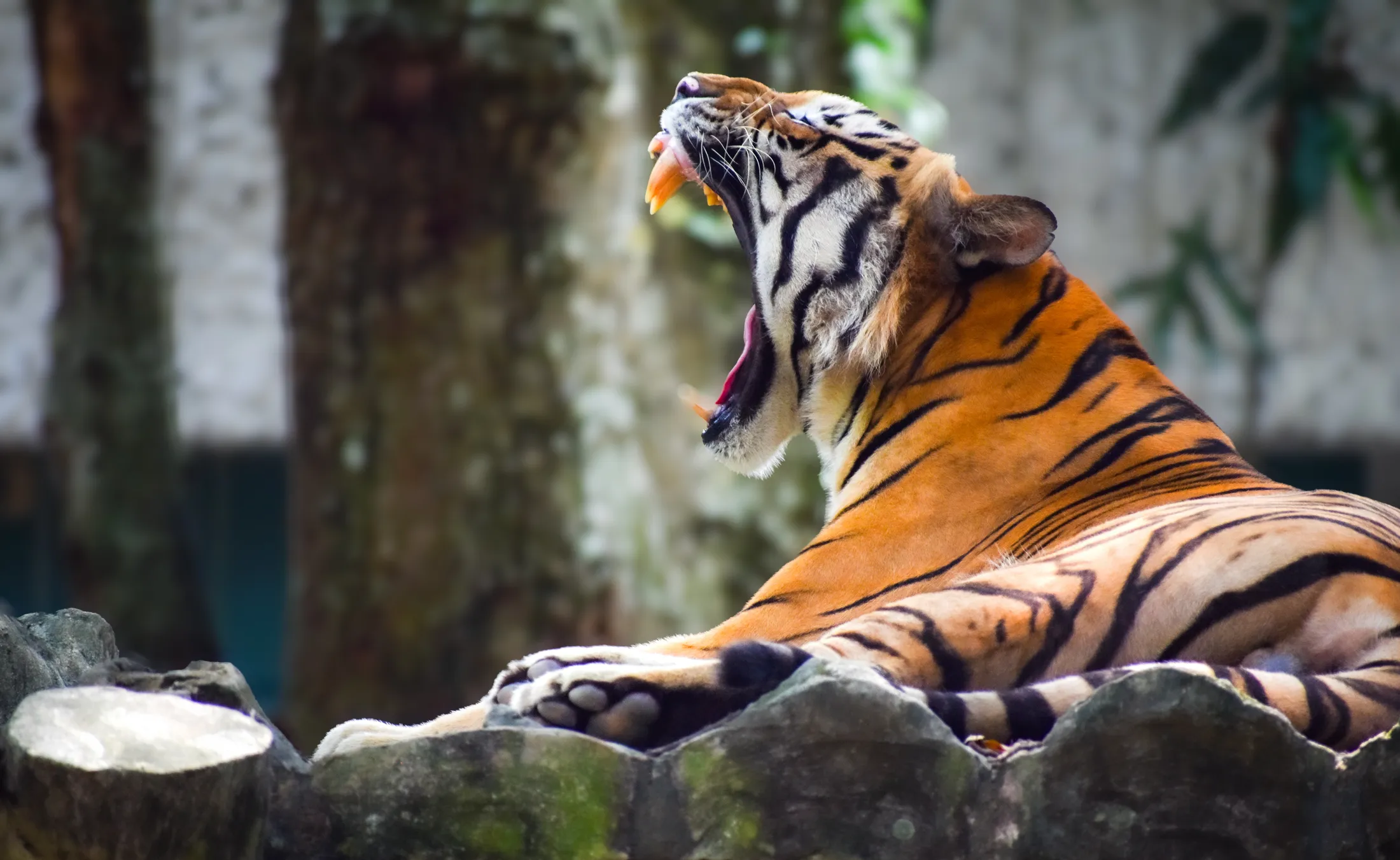 Sleep through roar
