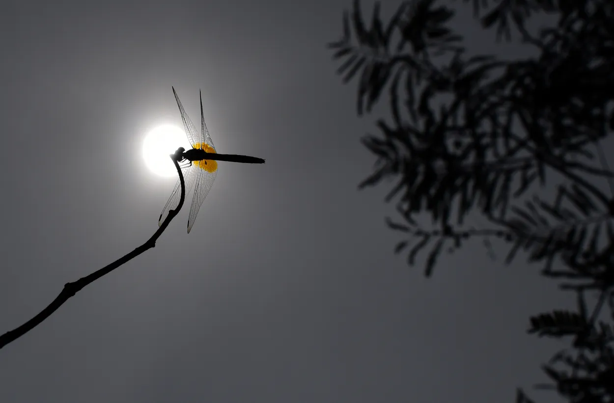 Wings of dawn glow
