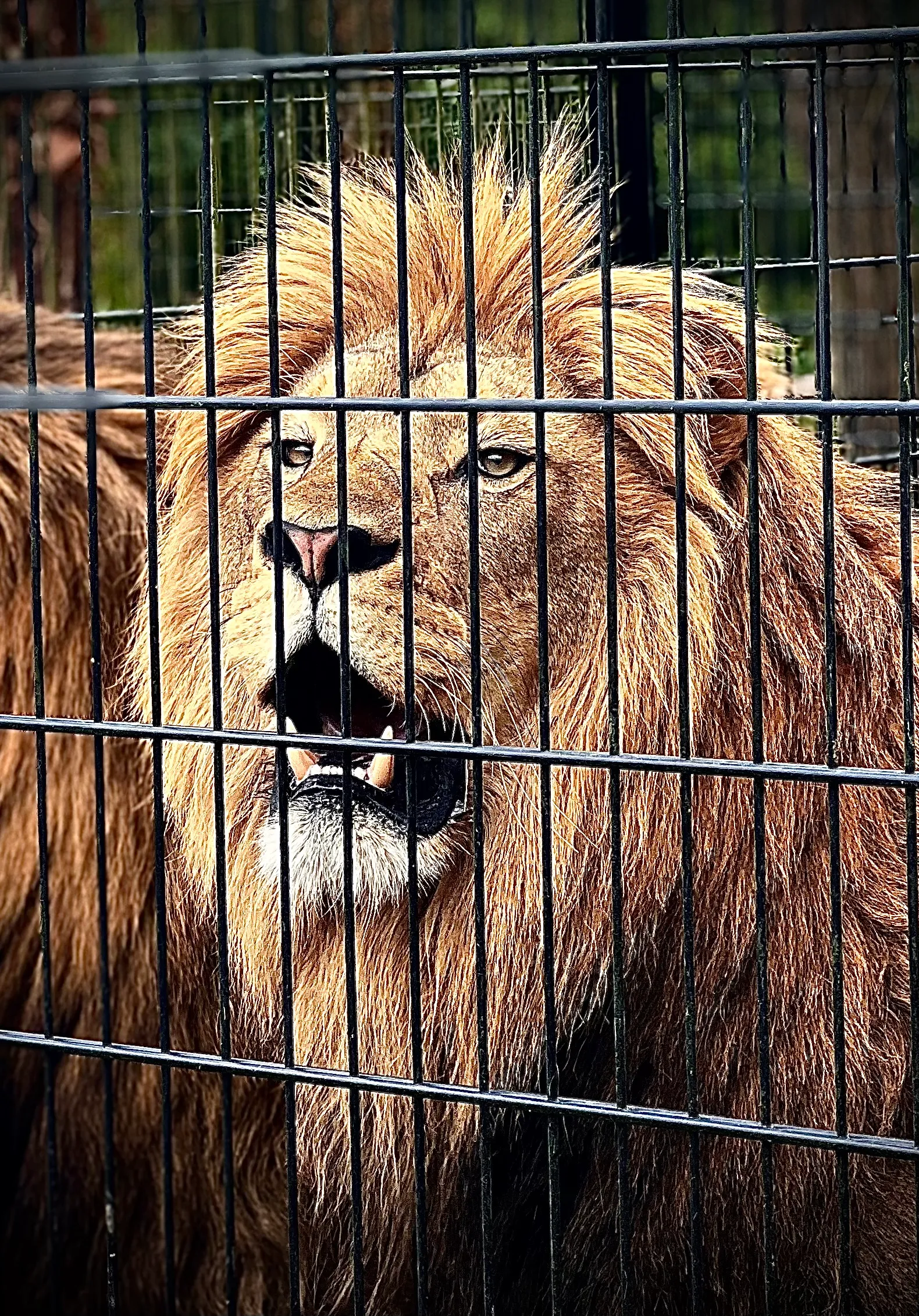 Lion photograph