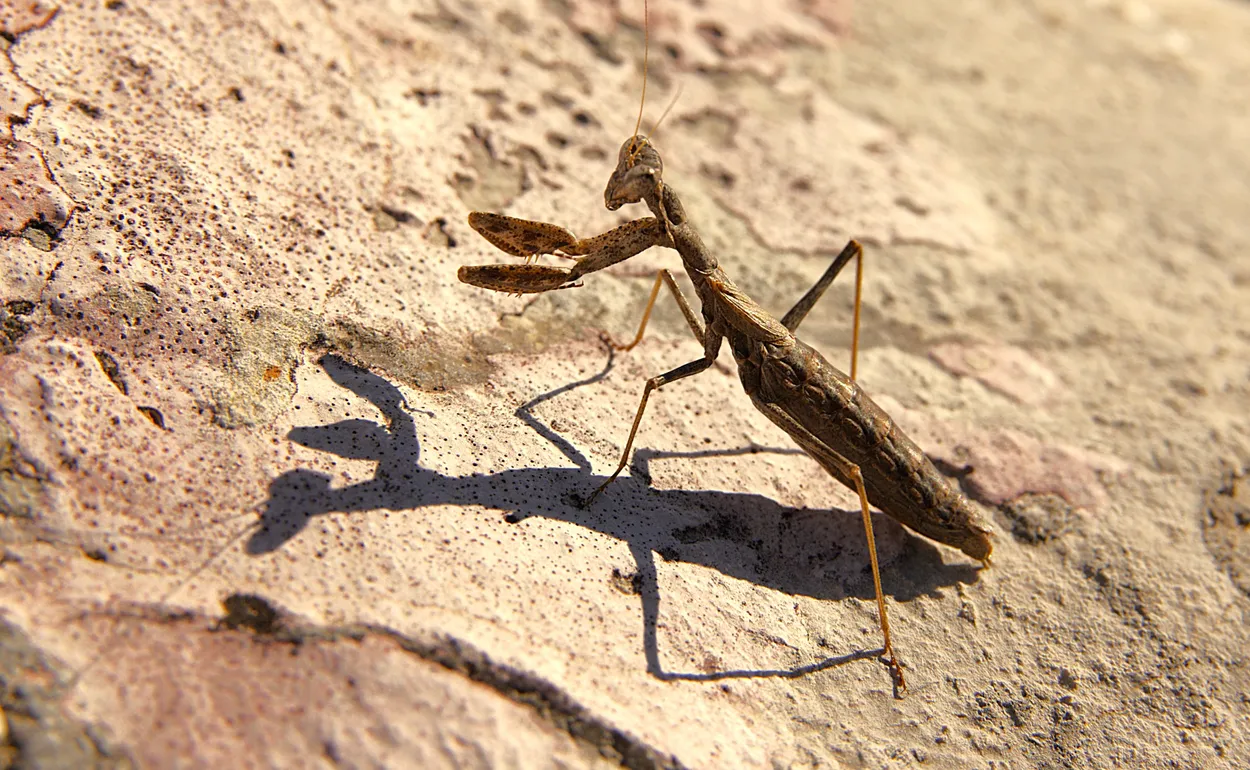 Entry 25193407