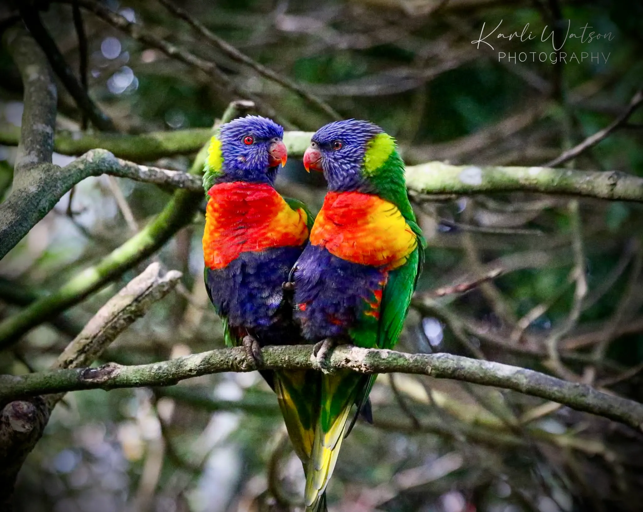 Rainbow Lorikeet Duo