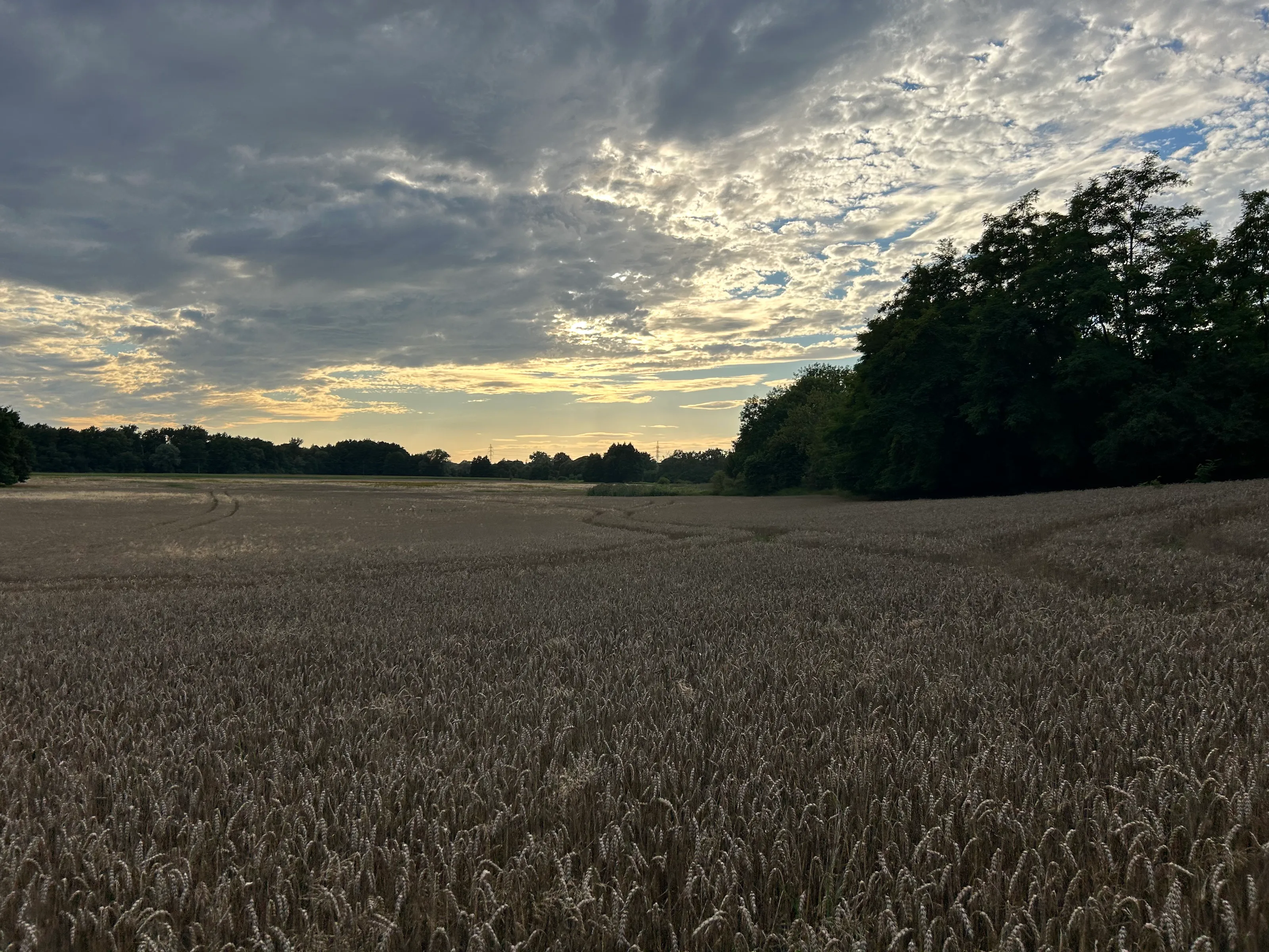 Whispers of Harvest