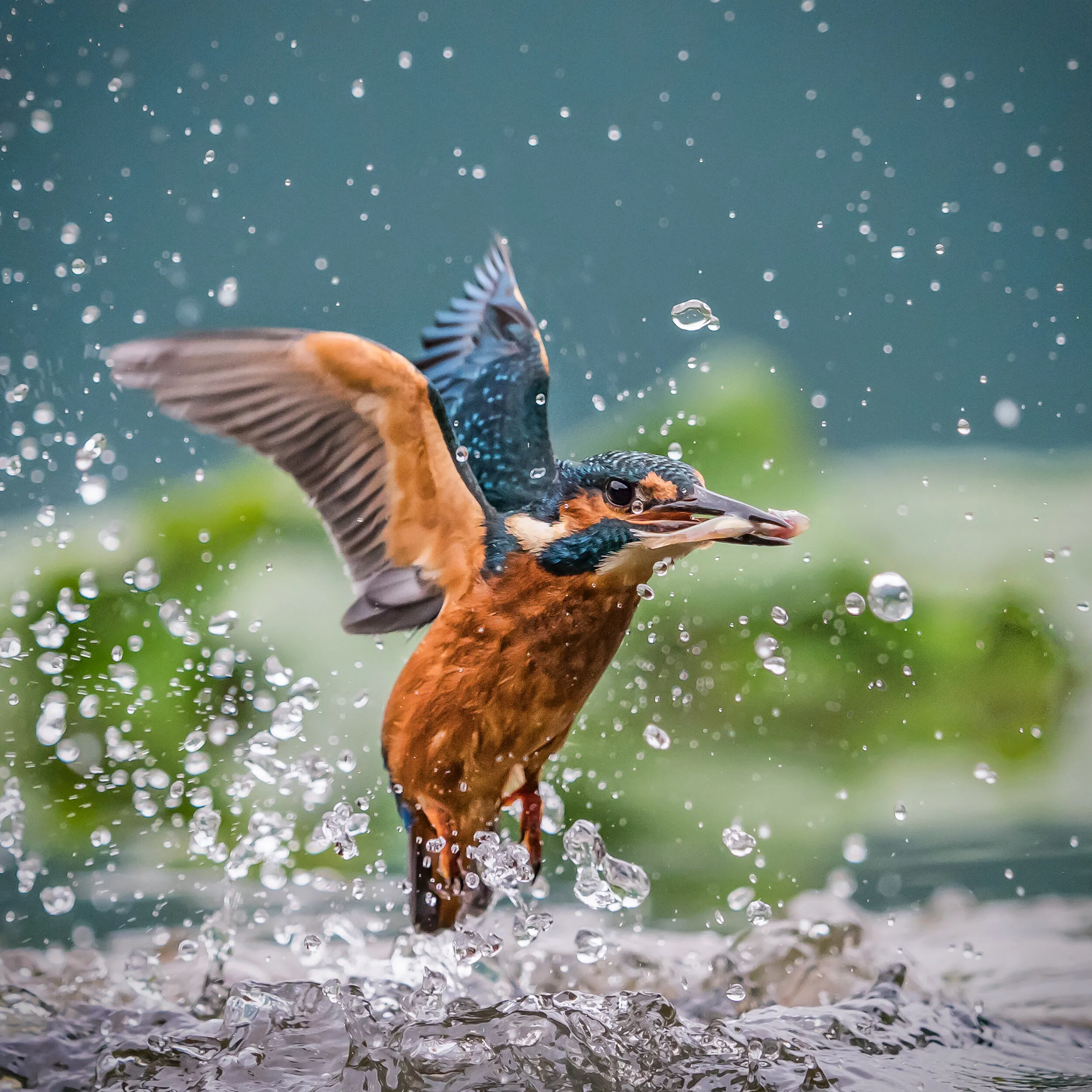Adult Kingfisher with capture