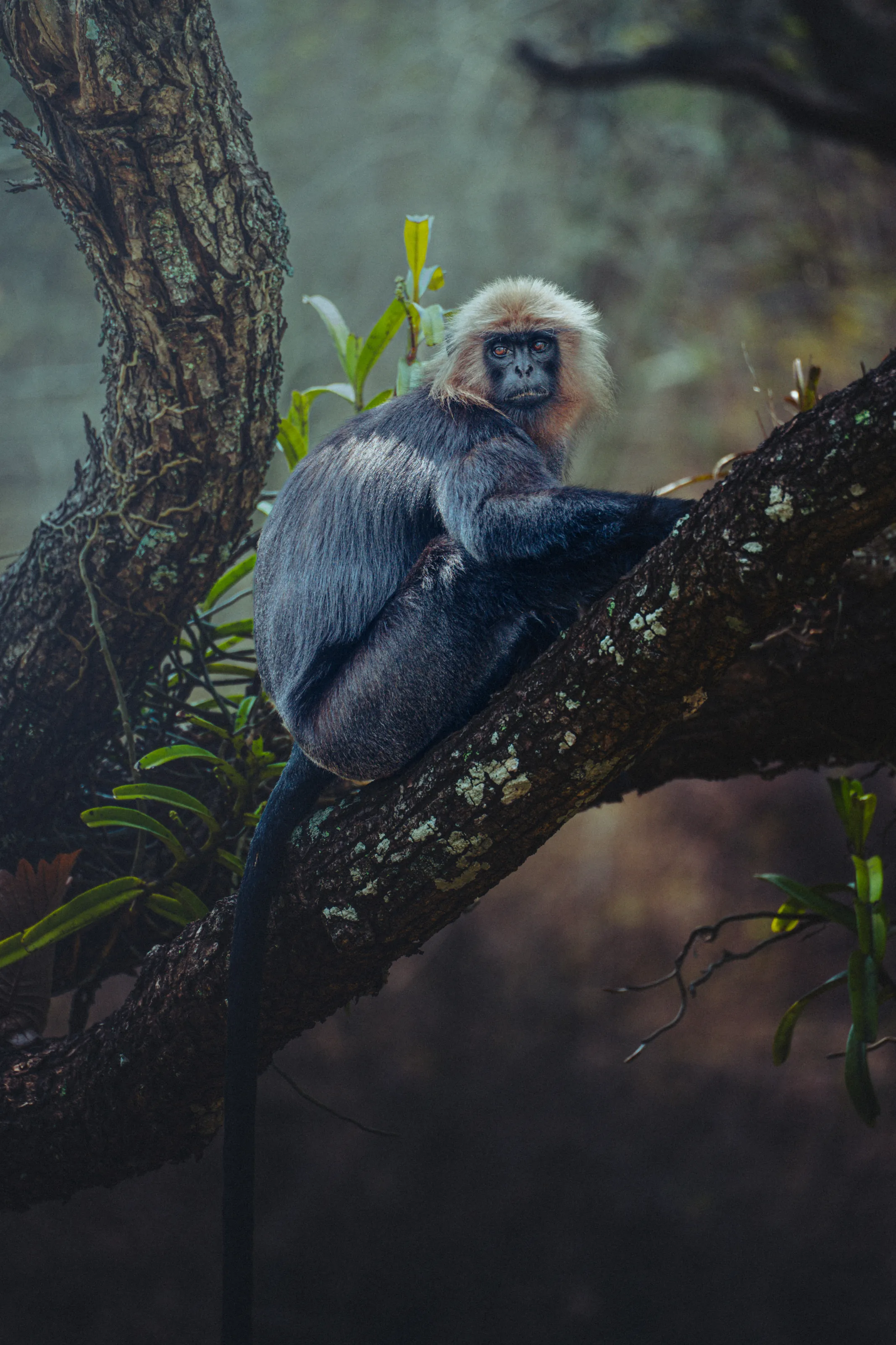 The Watcher of Parambikulam