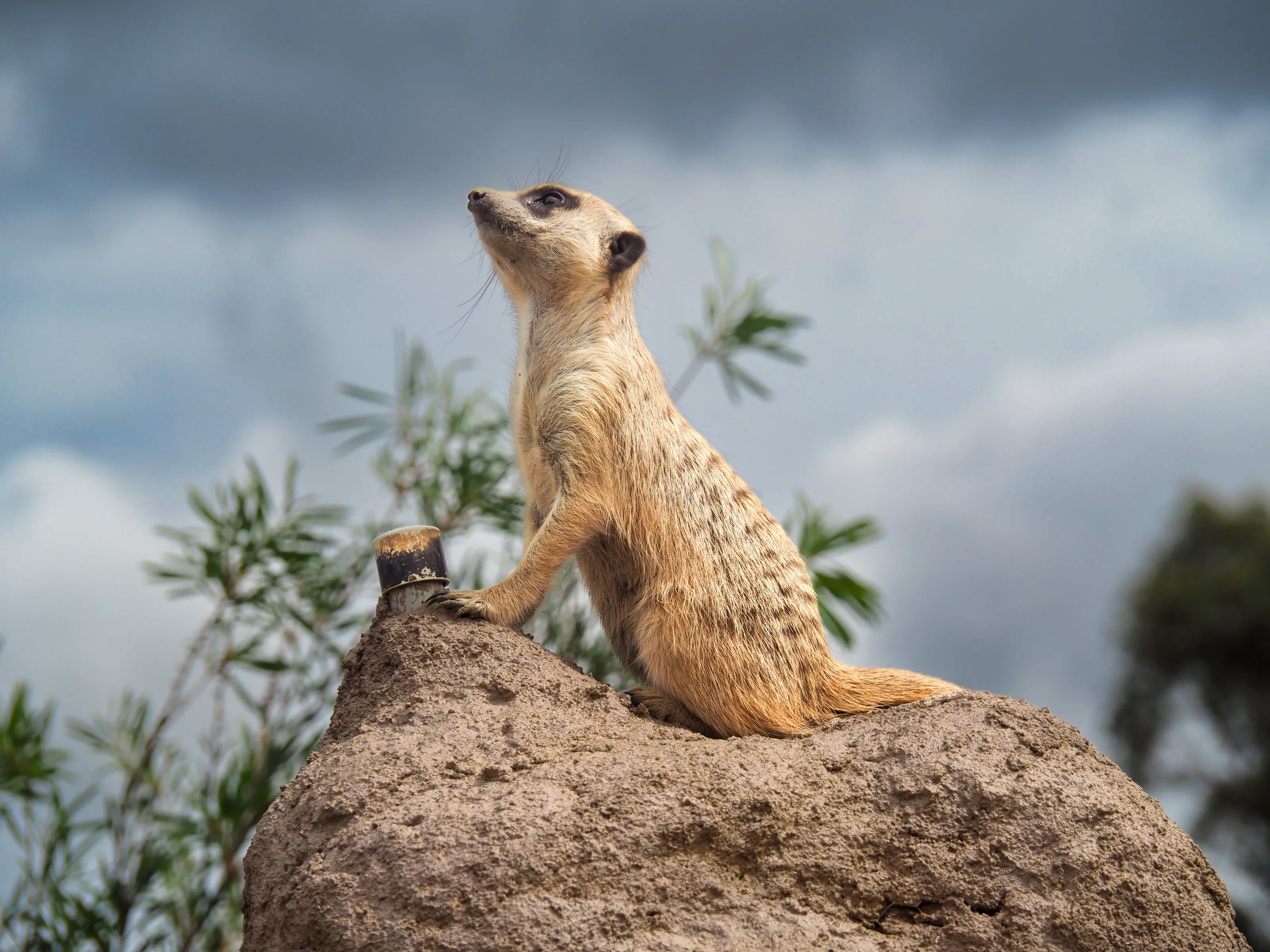 Meerkat awaiting the storm