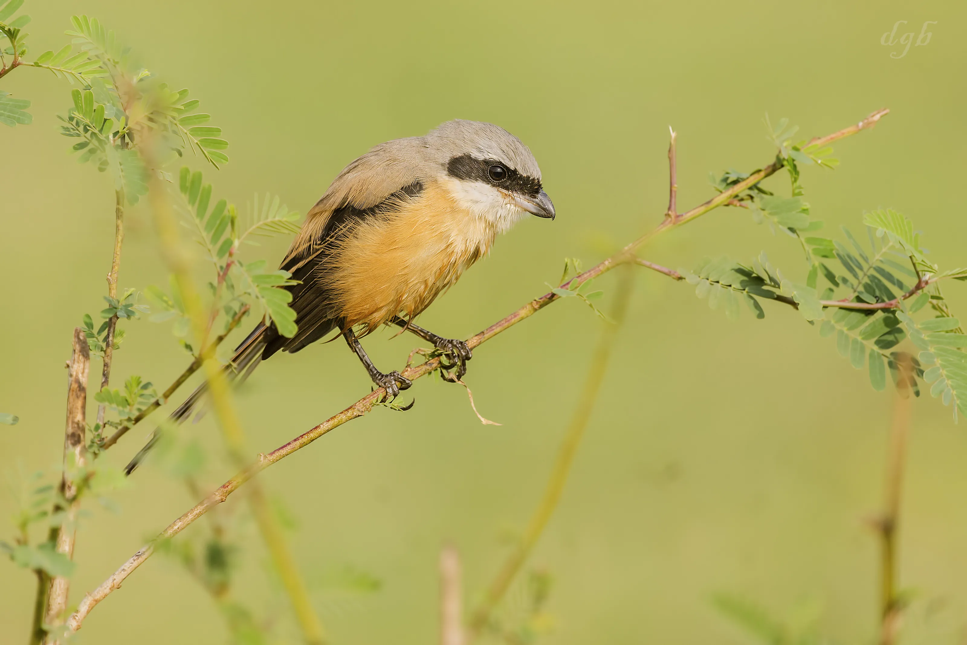 long tailed shrike
