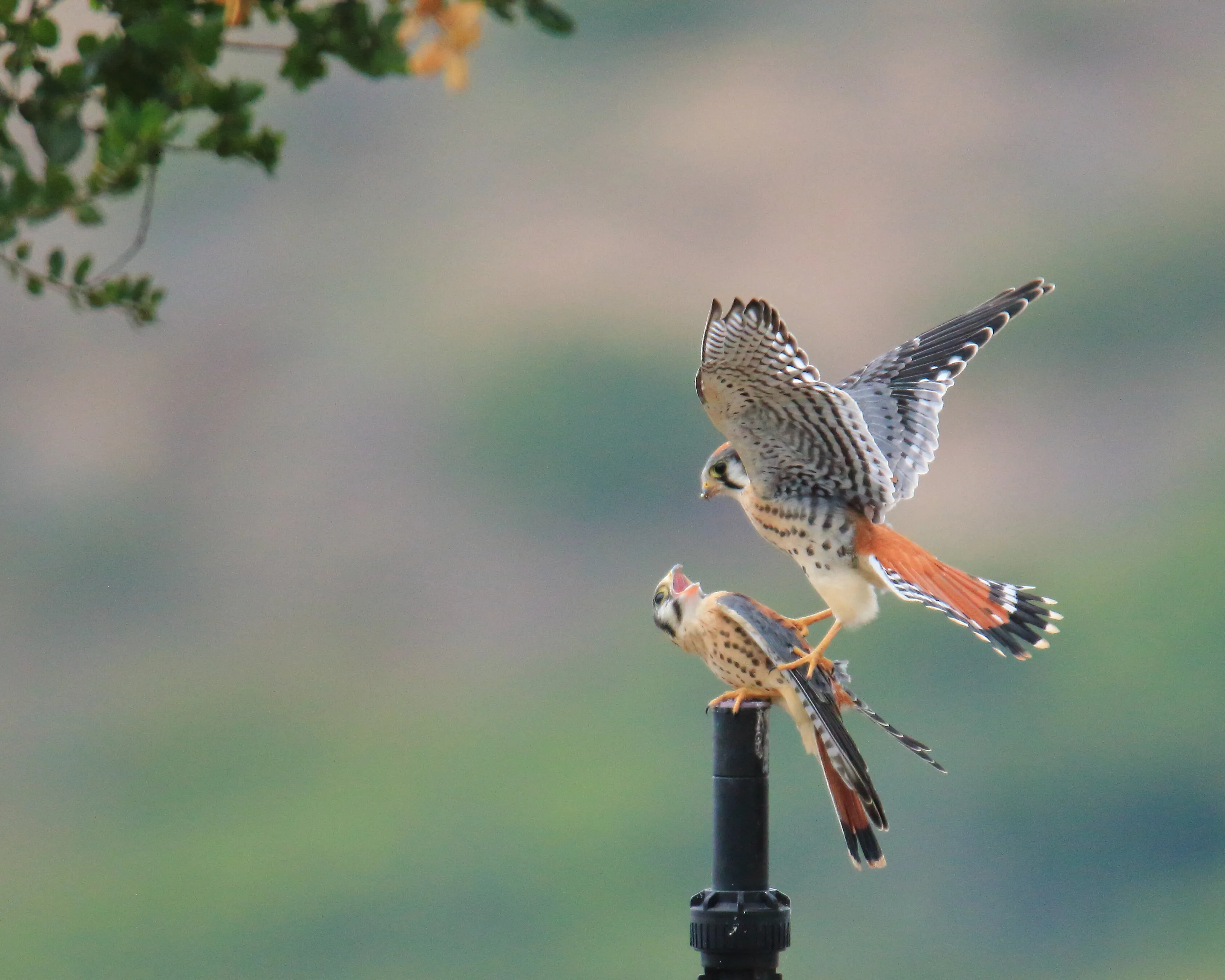American Kestrel Fledglings