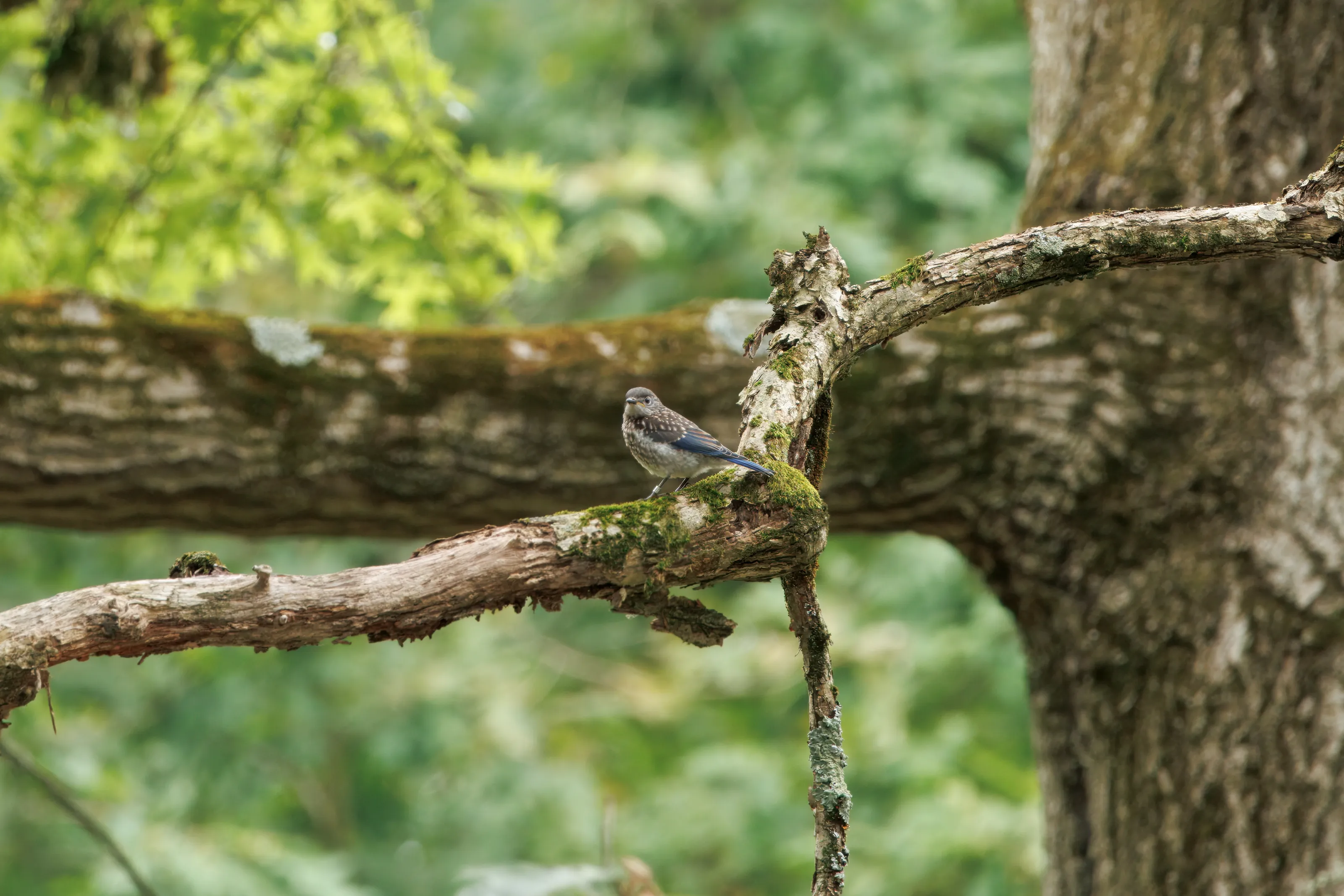 Eastern Bluebird