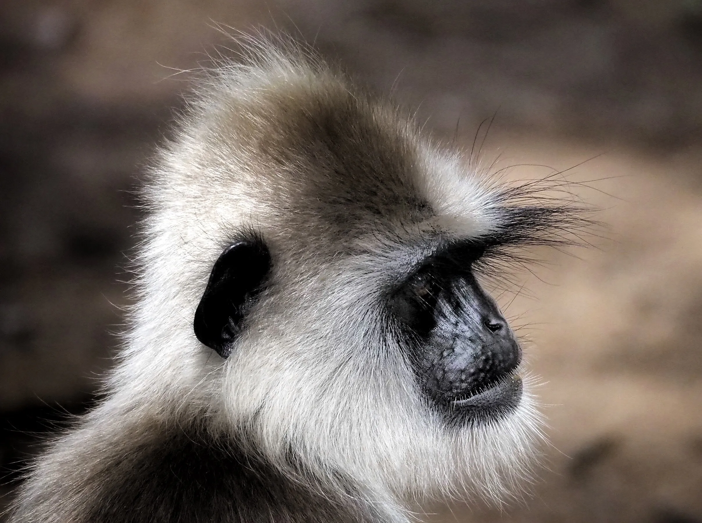 Grey langur monkey