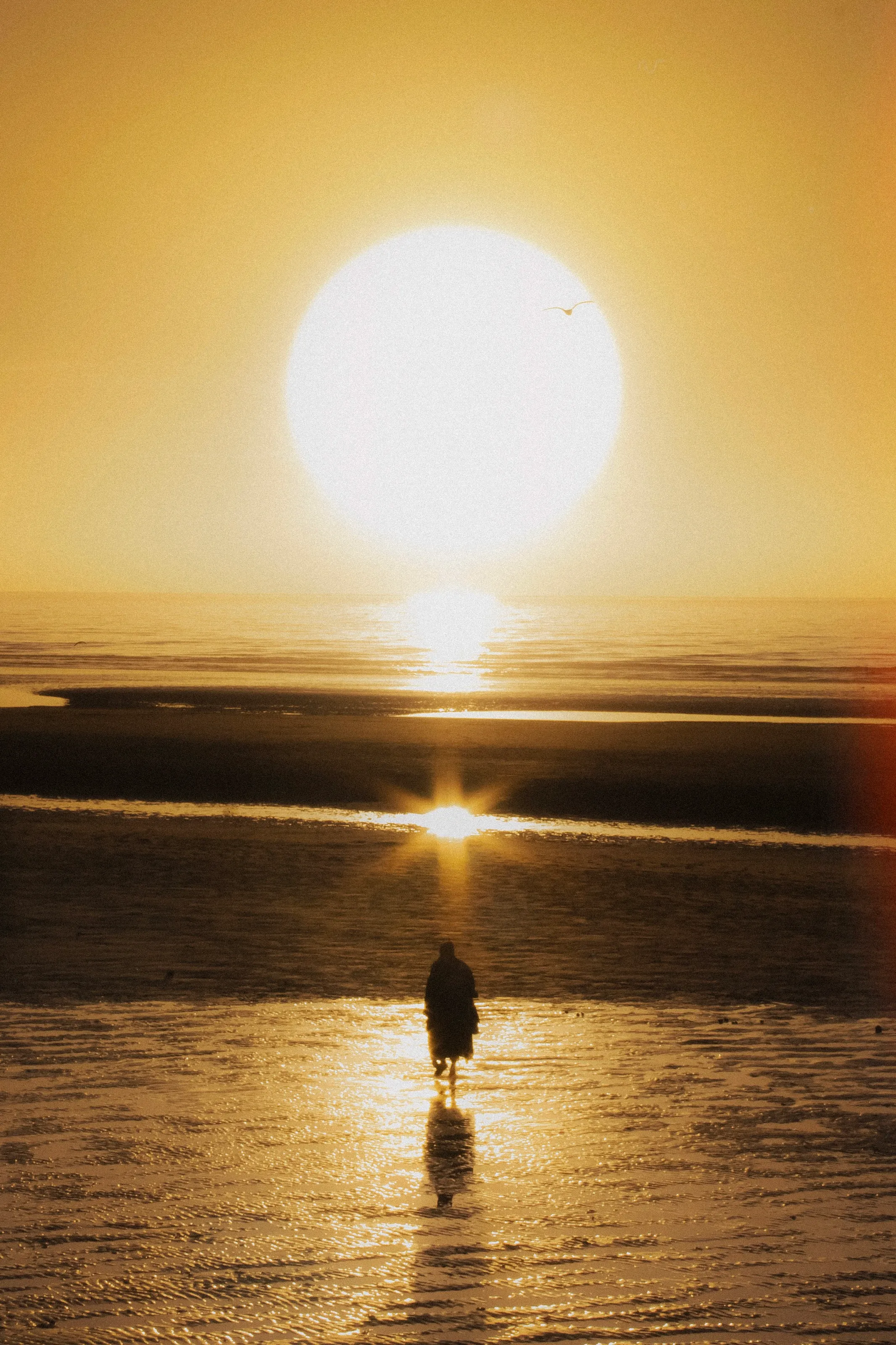Sunset Wanderer