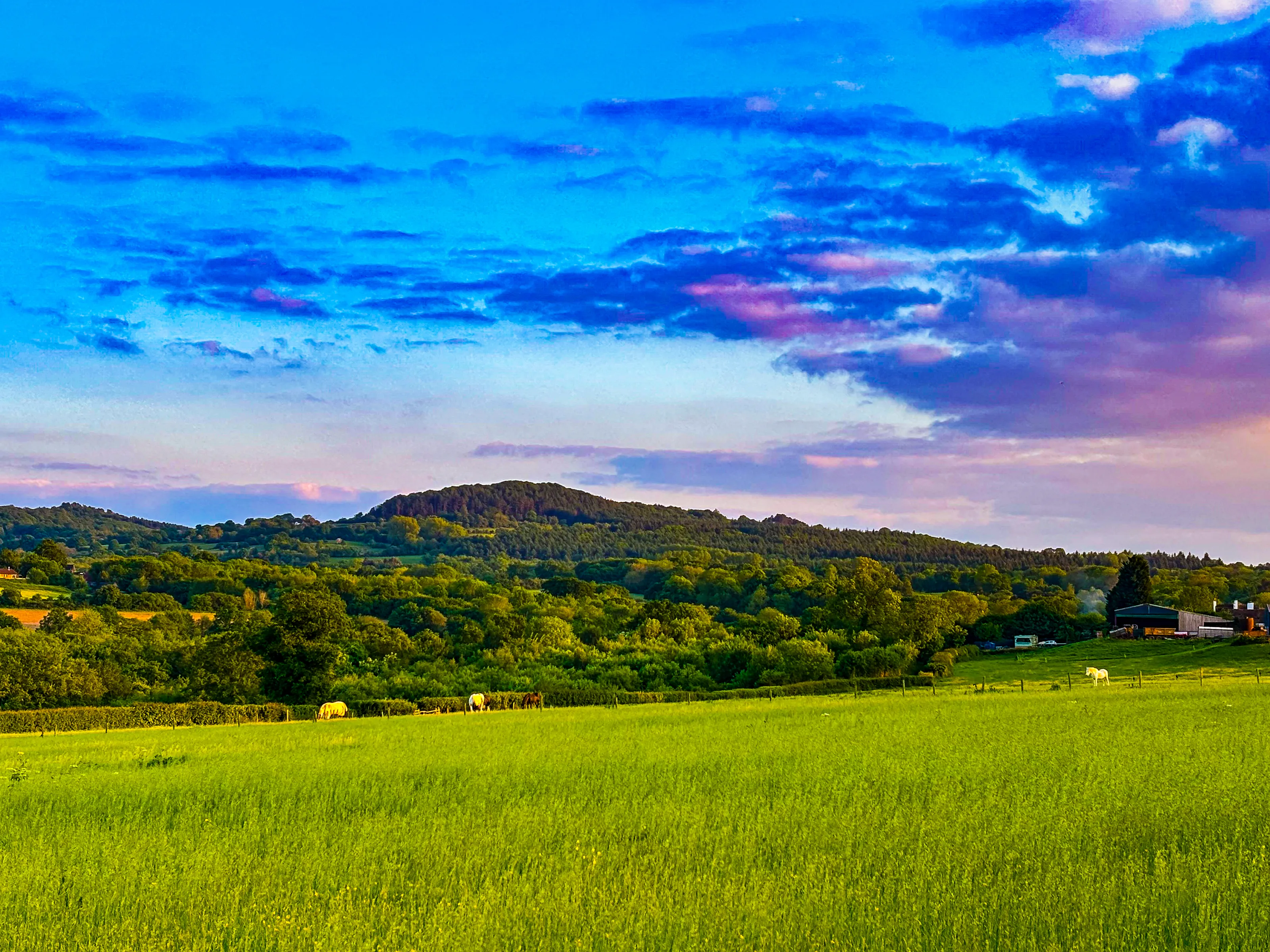 Field Landscape