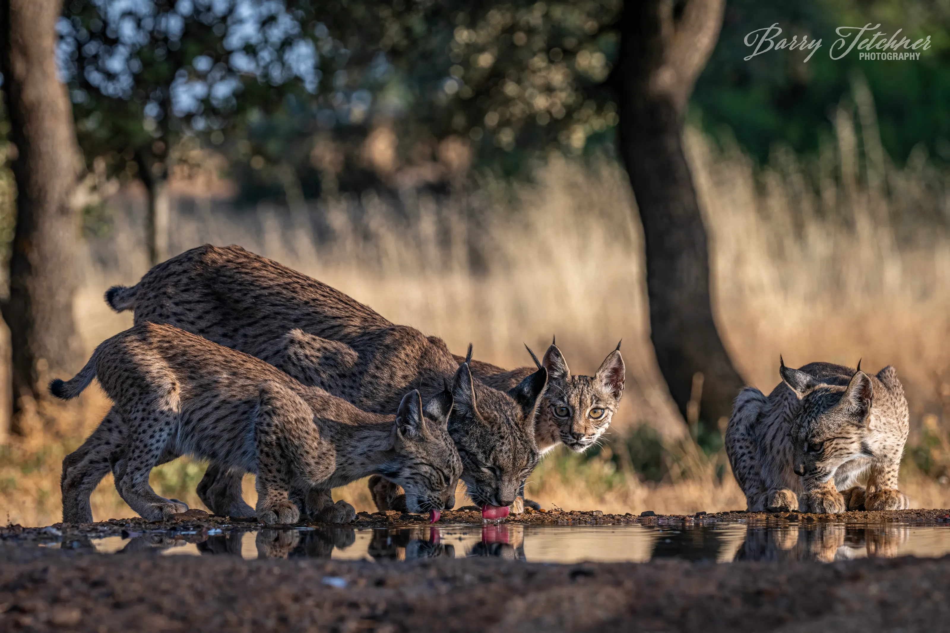 Iberian Lynx