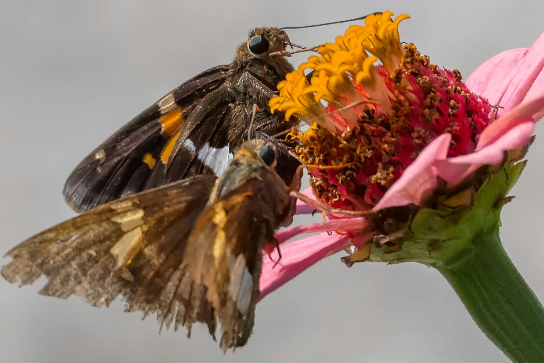 Skippers at rest