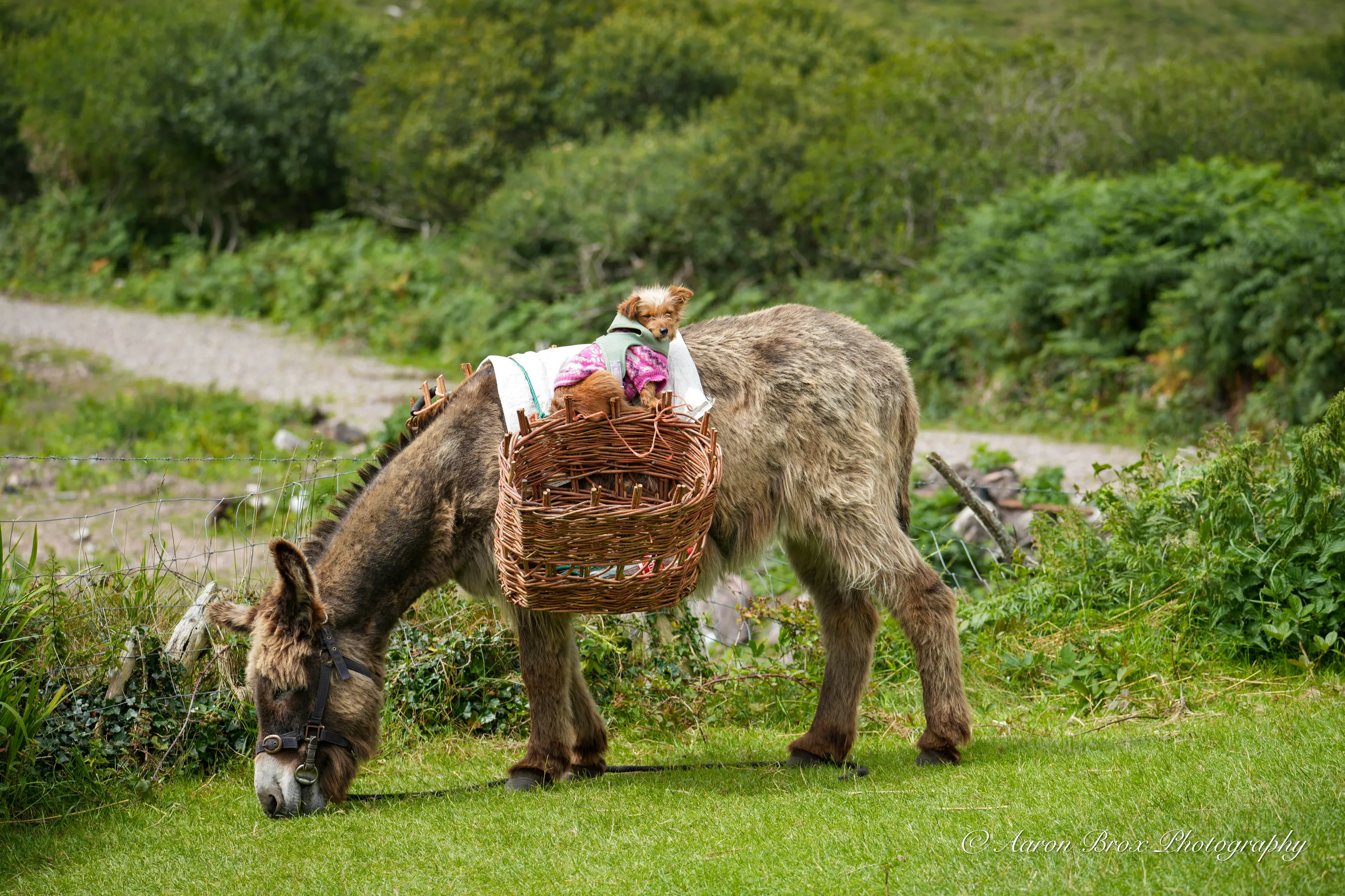 Seen in Ireland on the Ring of Kerry