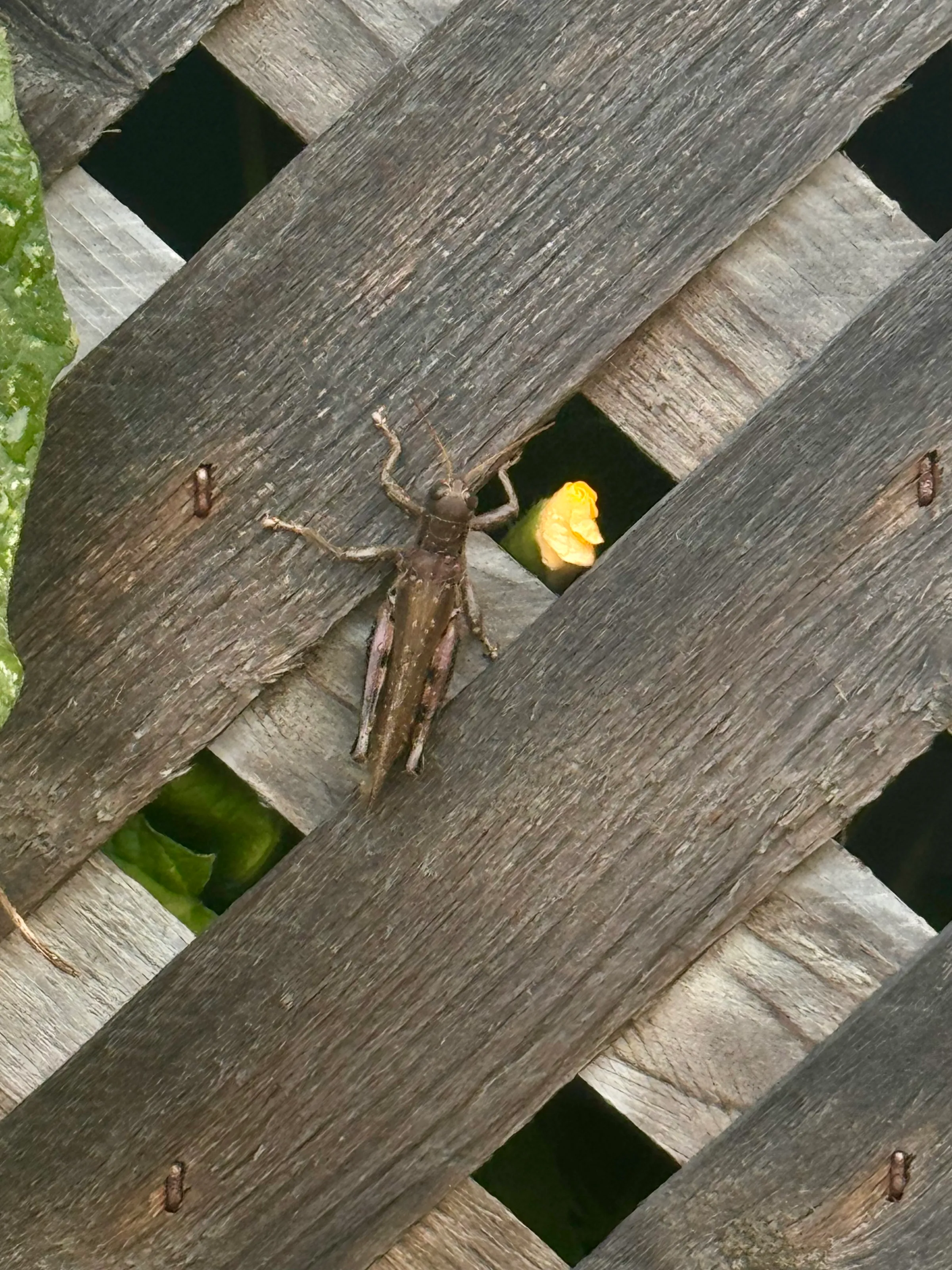 Blooming Grasshopper