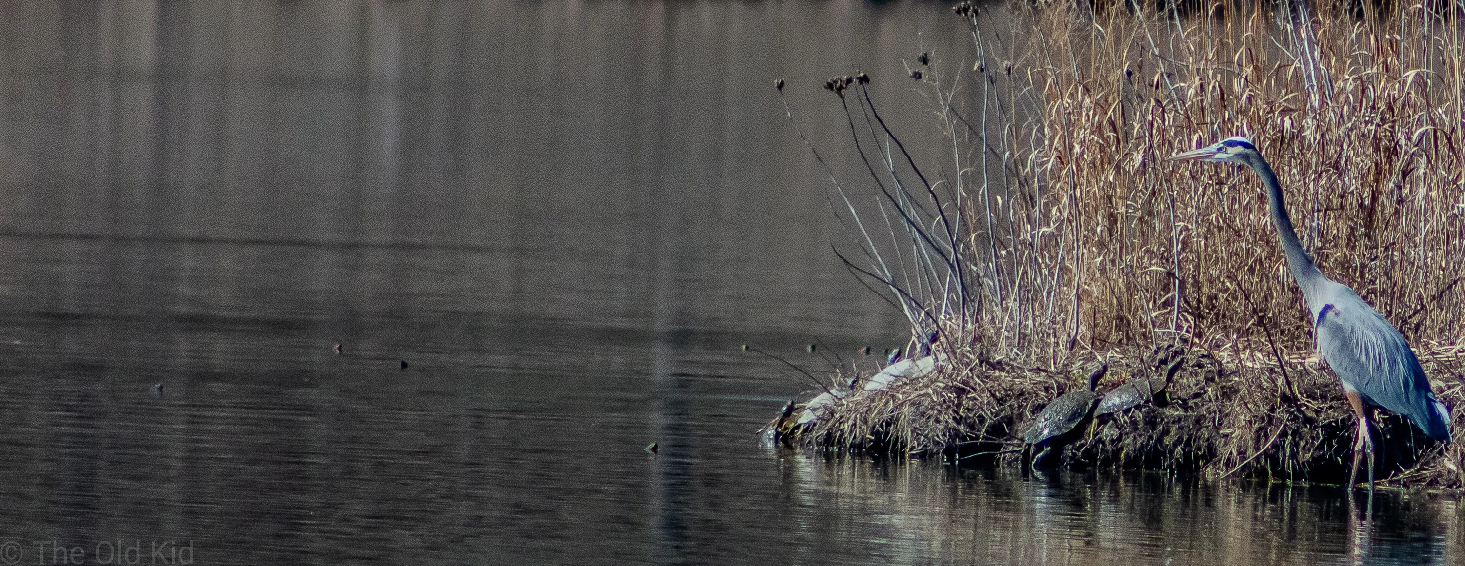 Turtles gather to greet the heron.