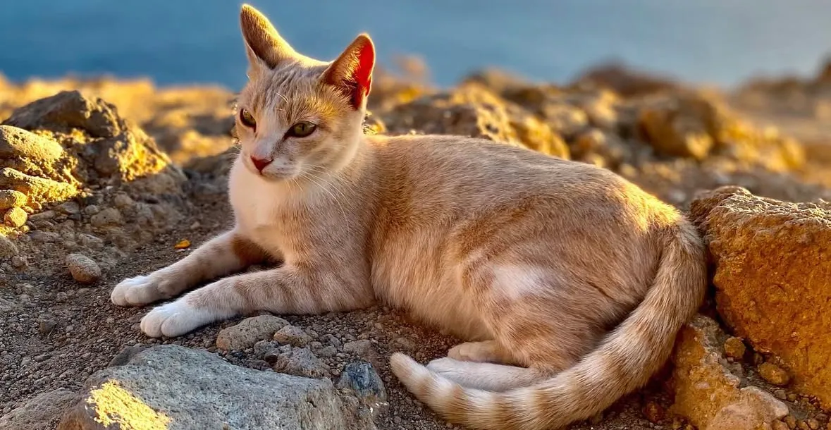 Peaceful cat