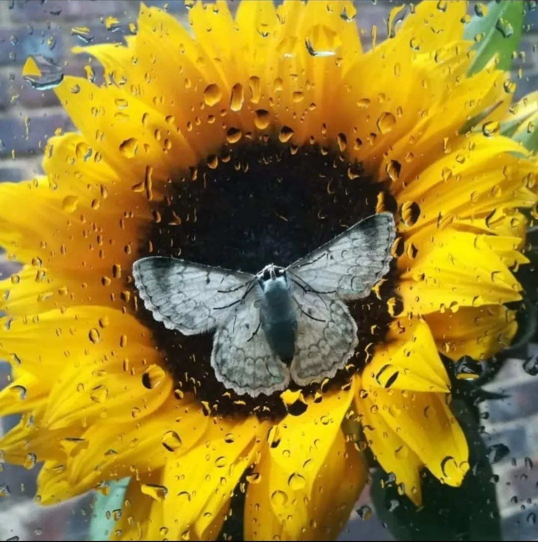 Moth on car window