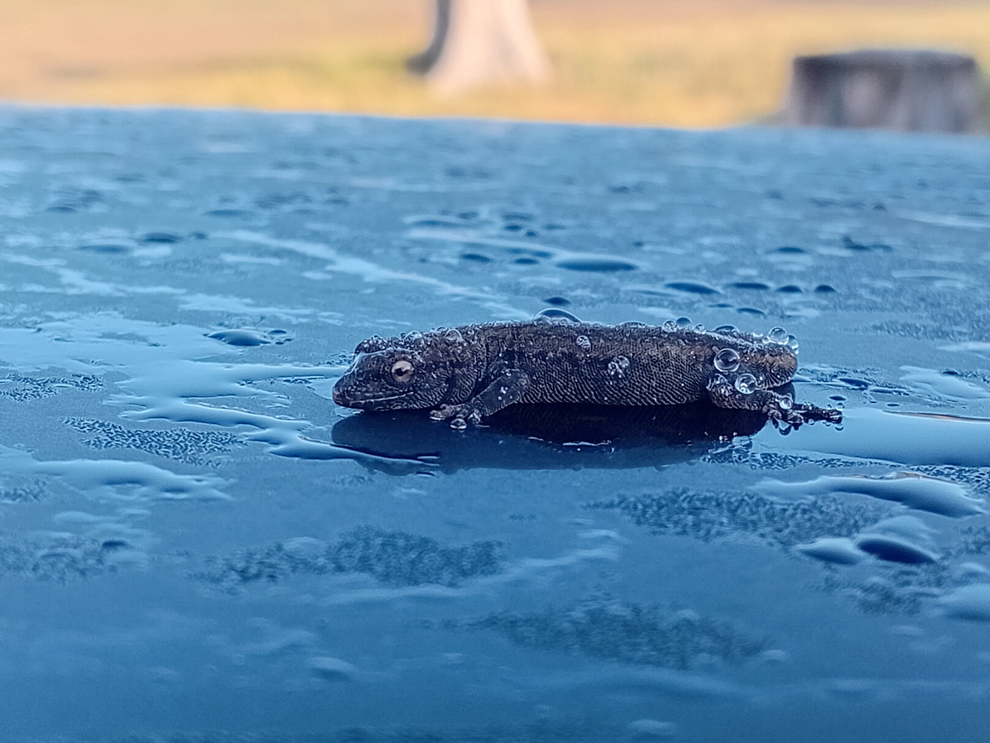 Frozen gecko