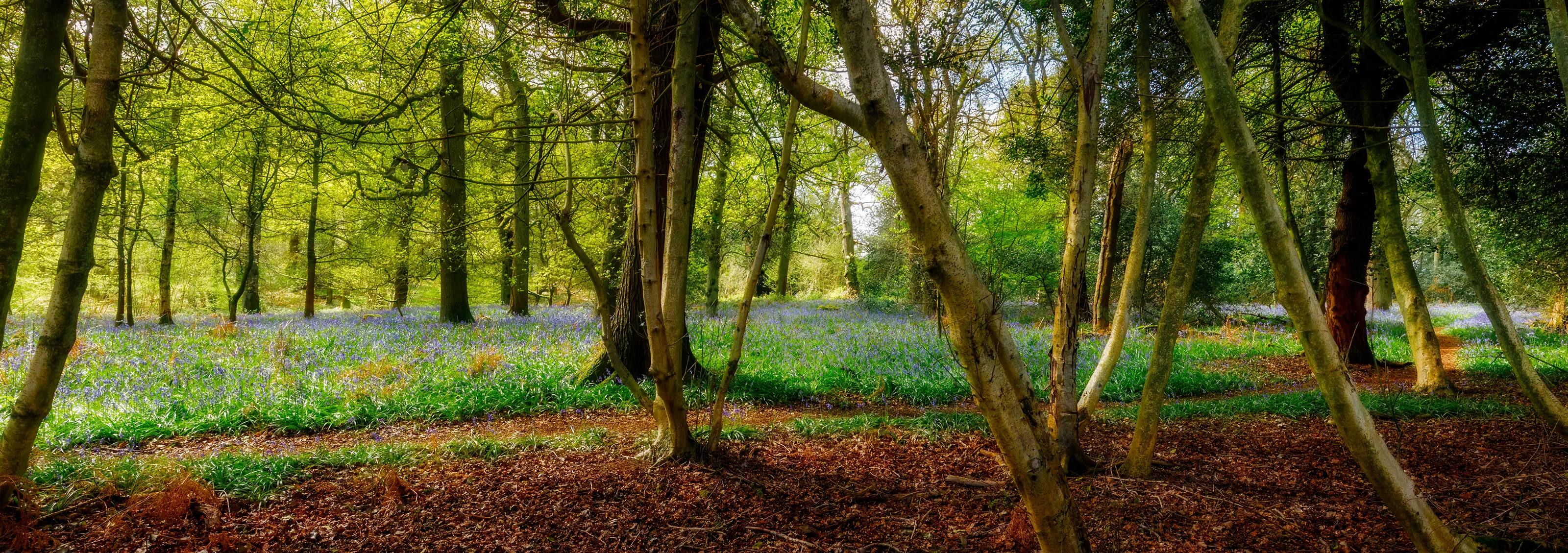 Bluebells in Poultney Wood