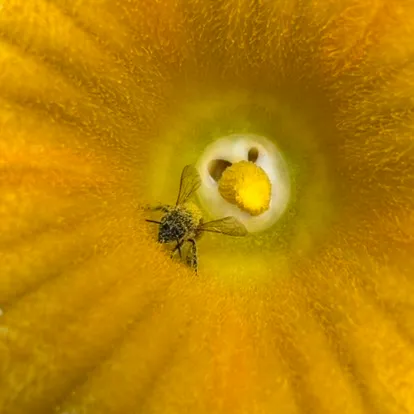 Pumpkin's Golden Secret