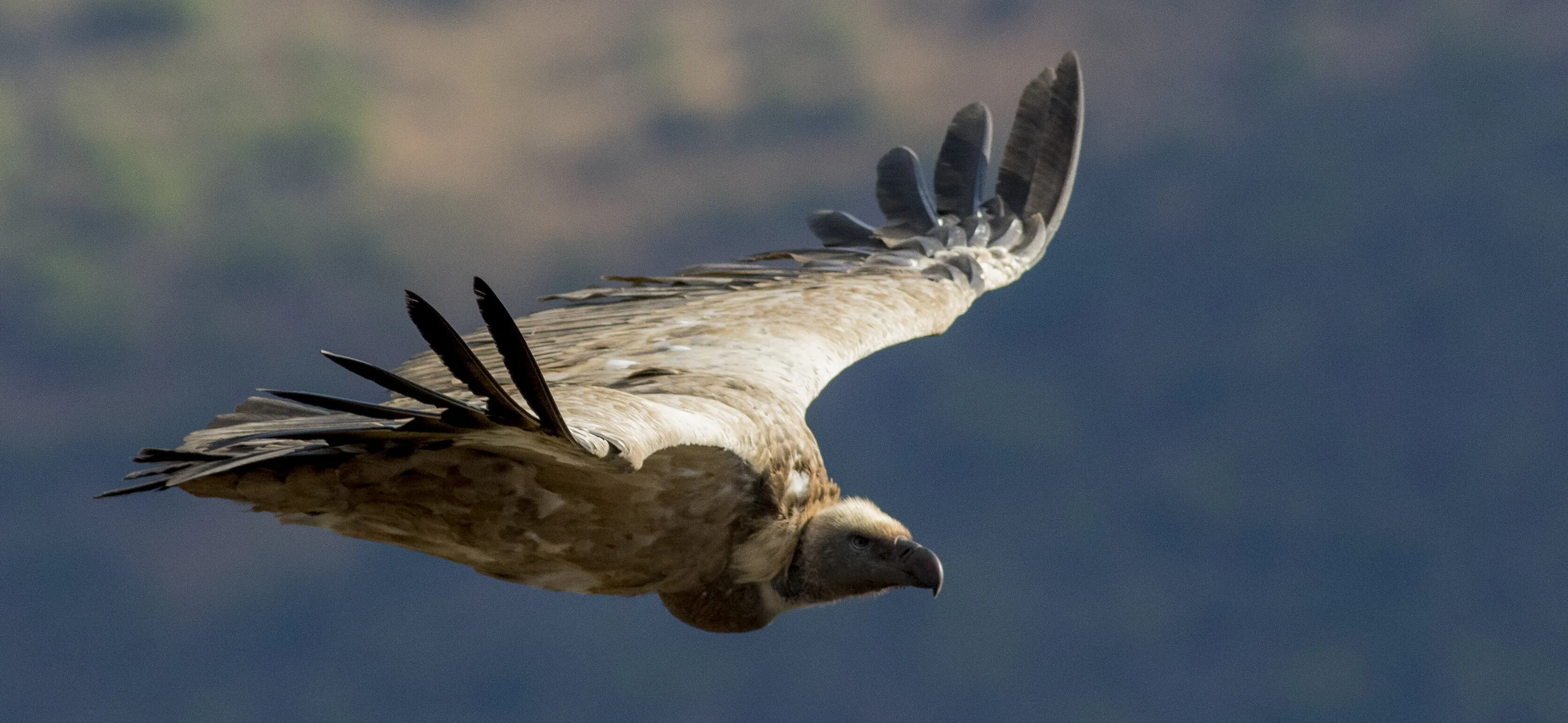 Cape Vulture cliff scan