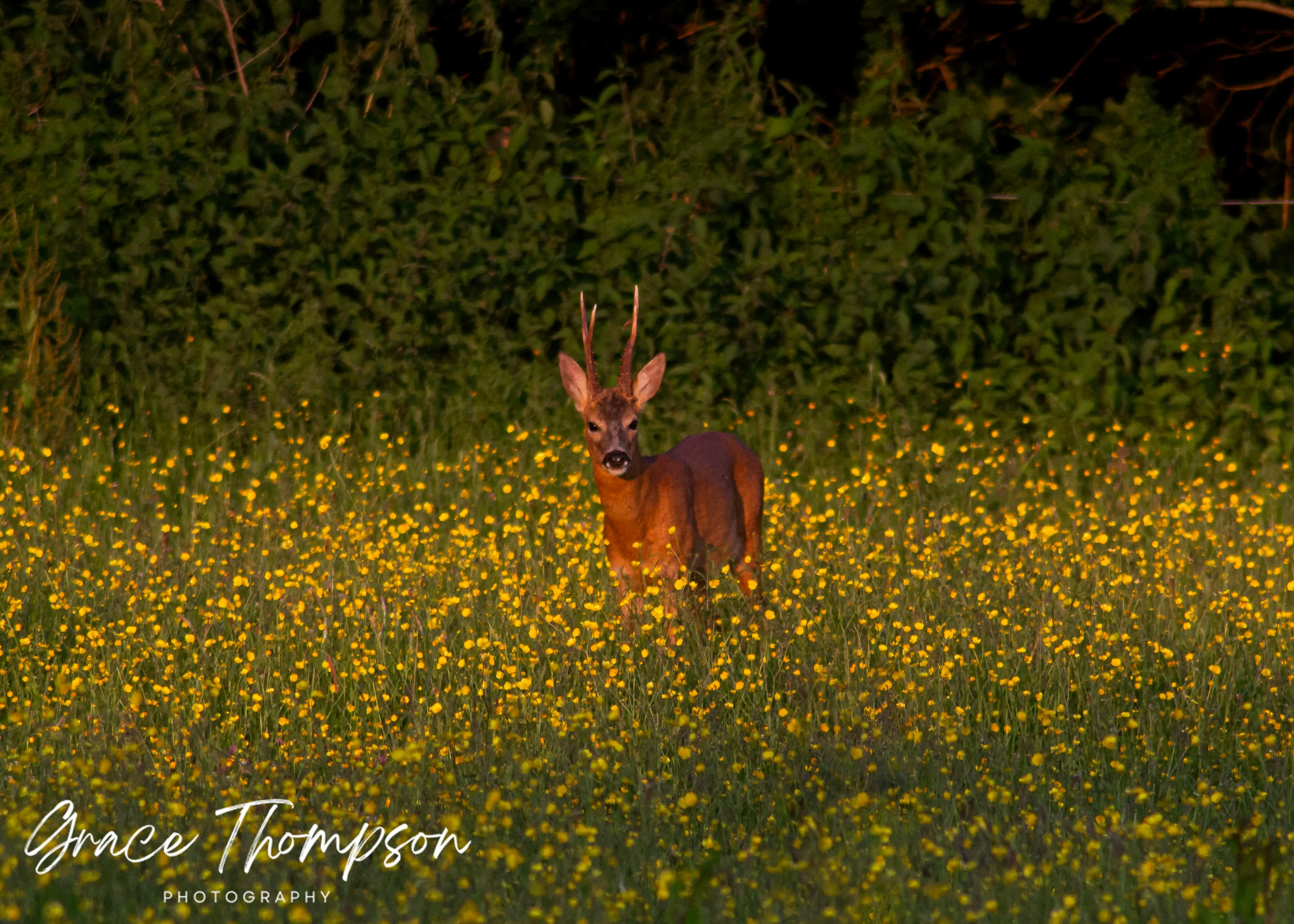 Roe Deer in a field of flowers